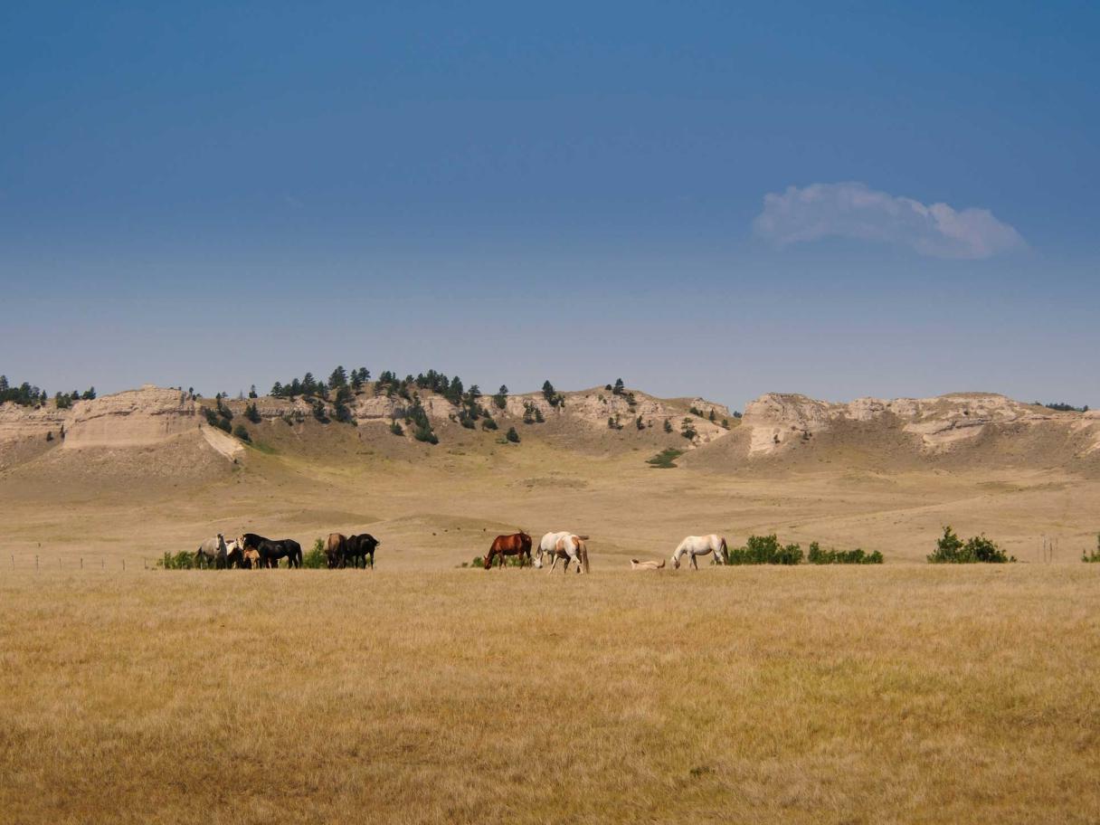 Secrets-Of-Grazing-In-South-Dakota8217s-Pine-Ridge secrets-of-grazing-in-south-dakotas-pine-ridge