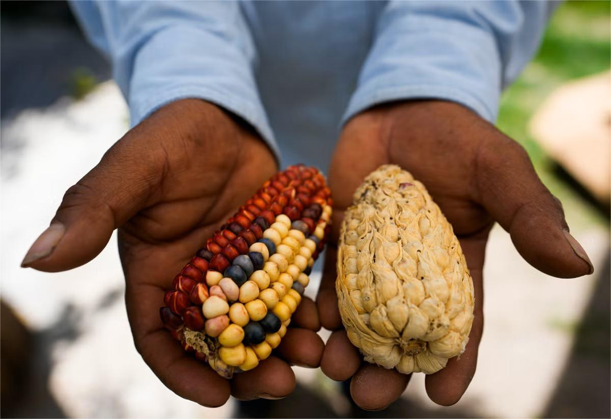 Secrets-Of-Heirloom-Corn-In-Taos-Pueblo secrets-of-heirloom-corn-in-taos-pueblo