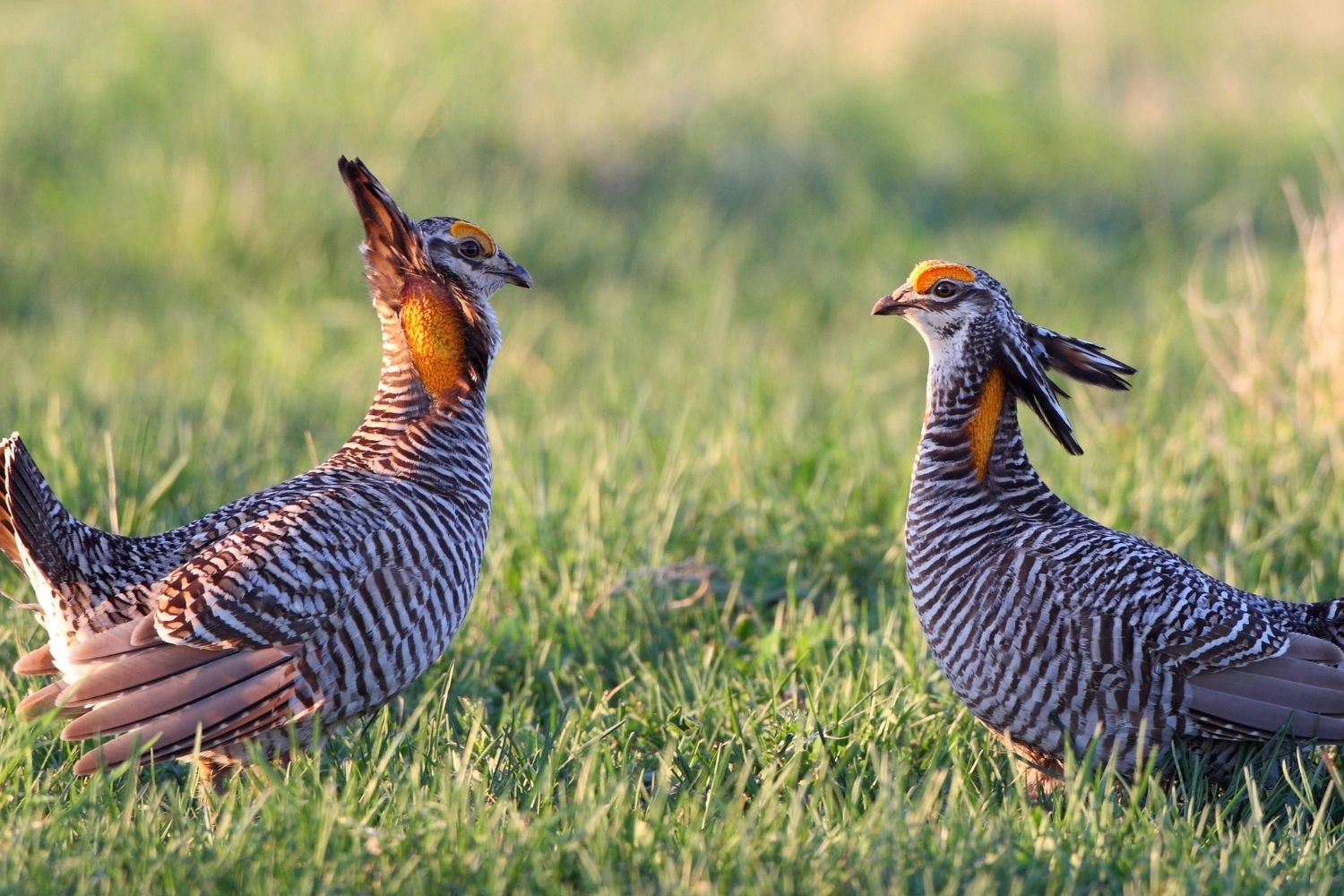 Secrets-Of-Illinois8217s-Grand-Prairie-Chicken-Booming-Grounds secrets-of-illinoiss-grand-prairie-chicken-booming-grounds