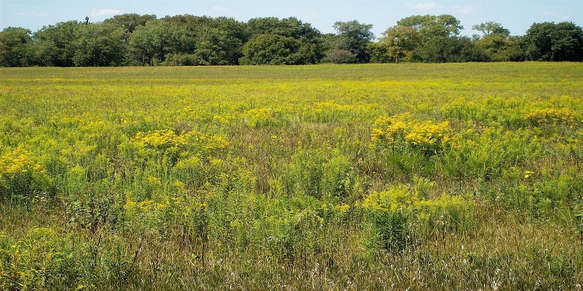 Secrets-Of-Illinois8217s-Midewin-Tallgrass-Meadows secrets-of-illinoiss-midewin-tallgrass-meadows