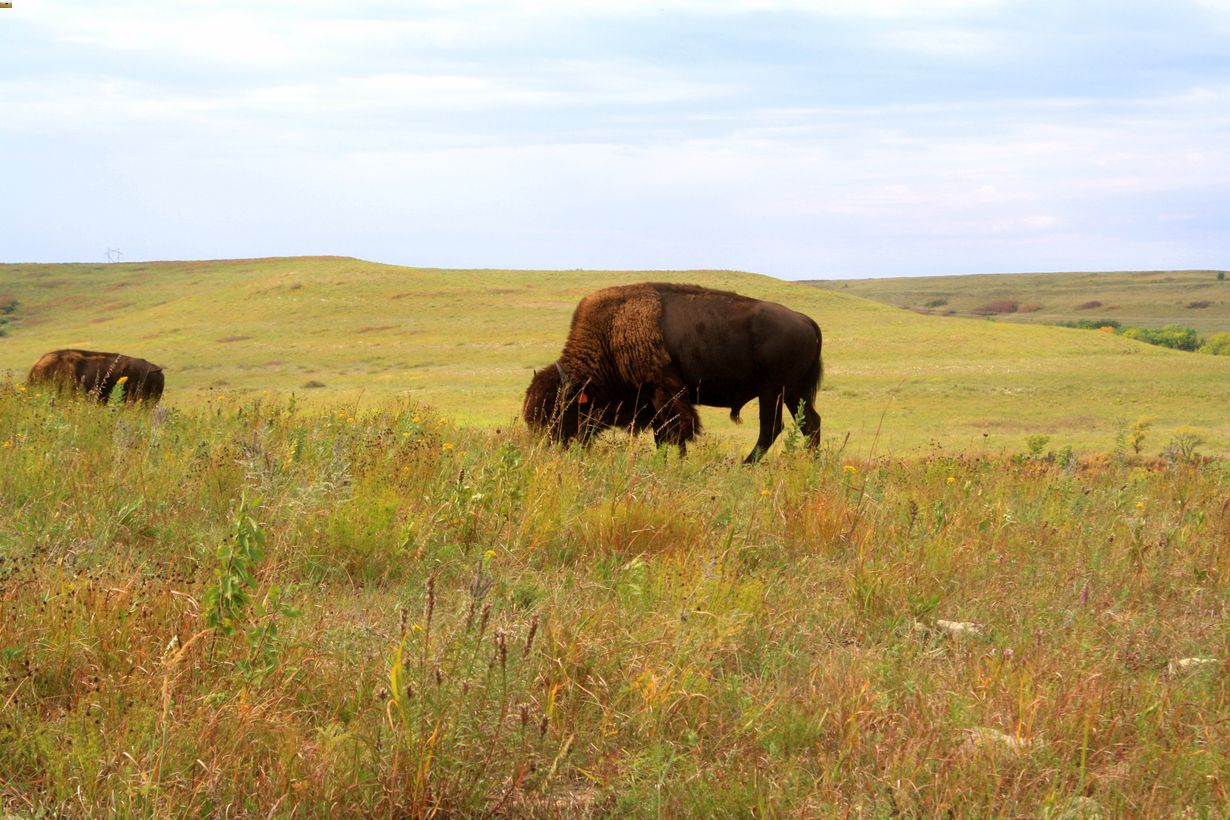 Secrets-Of-Kansas8217s-Ancient-Bison-Wallows secrets-of-kansass-ancient-bison-wallows