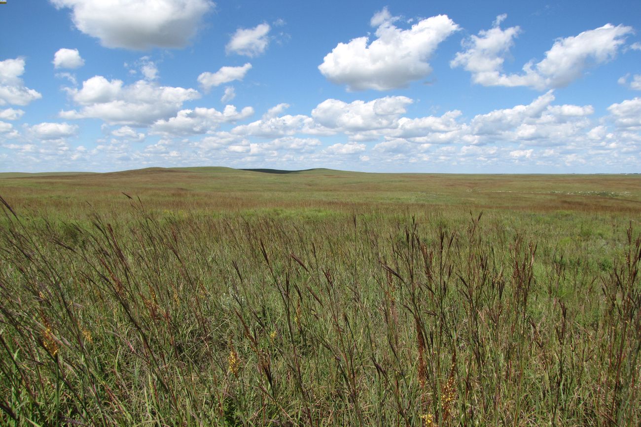 Secrets-Of-Kansas8217s-Tallgrass-Prairie-Grasslands secrets-of-kansass-tallgrass-prairie-grasslands