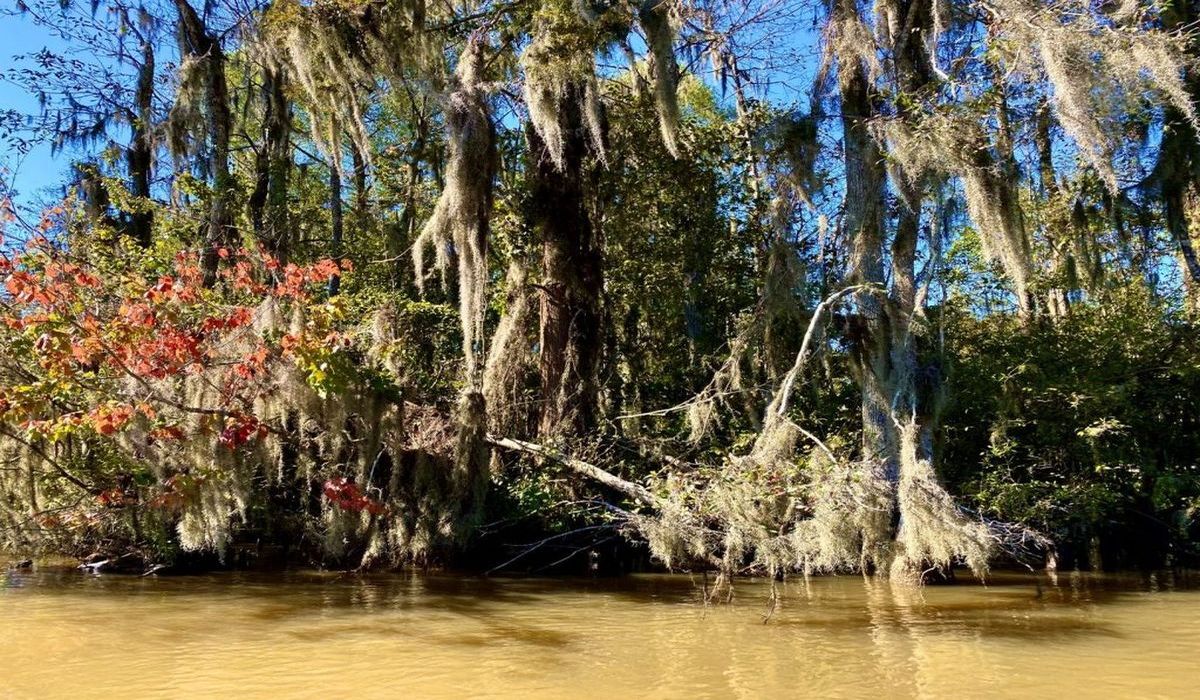 secrets-of-louisianas-honey-island-swamp-channels