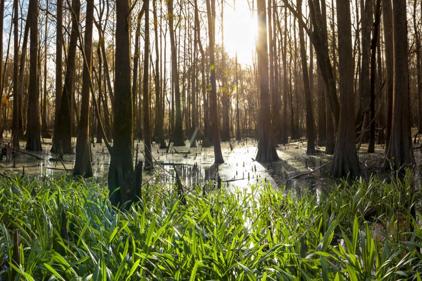 Secrets-Of-Louisiana8217s-Isolated-Coastal-Prairies secrets-of-louisianas-isolated-coastal-prairies