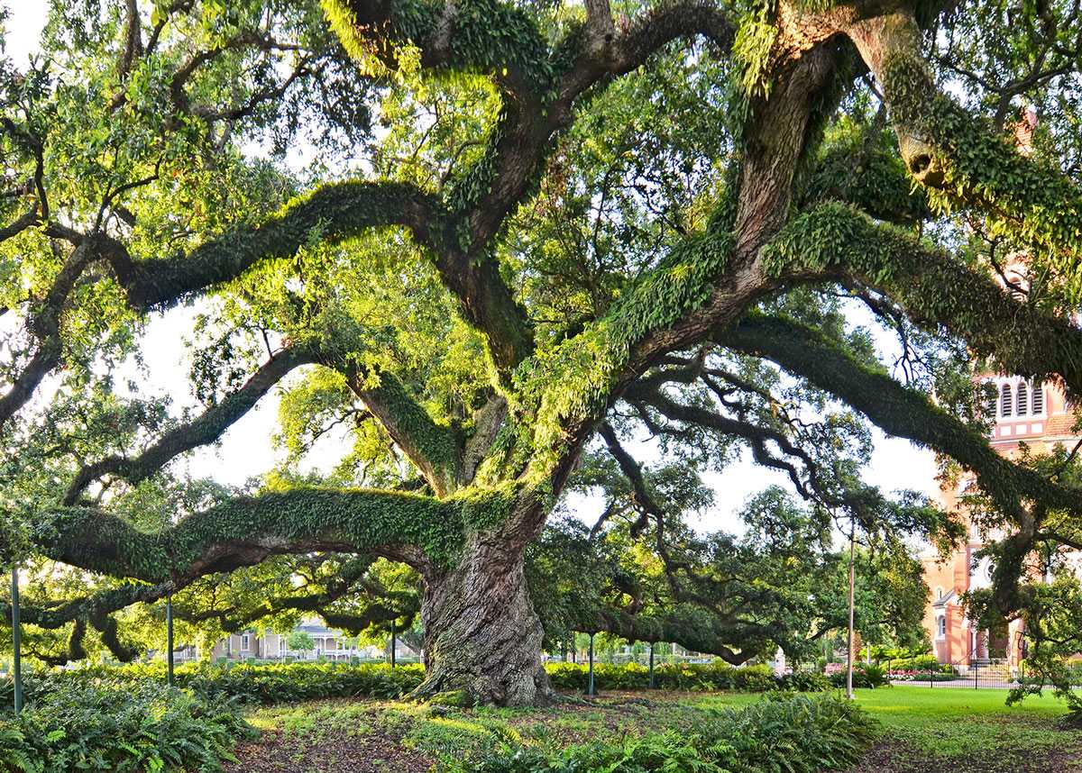 secrets-of-louisianas-moss-draped-oak-avenues