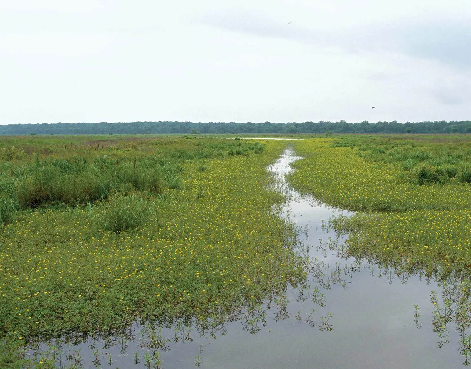 secrets-of-louisianas-tensas-river-islands