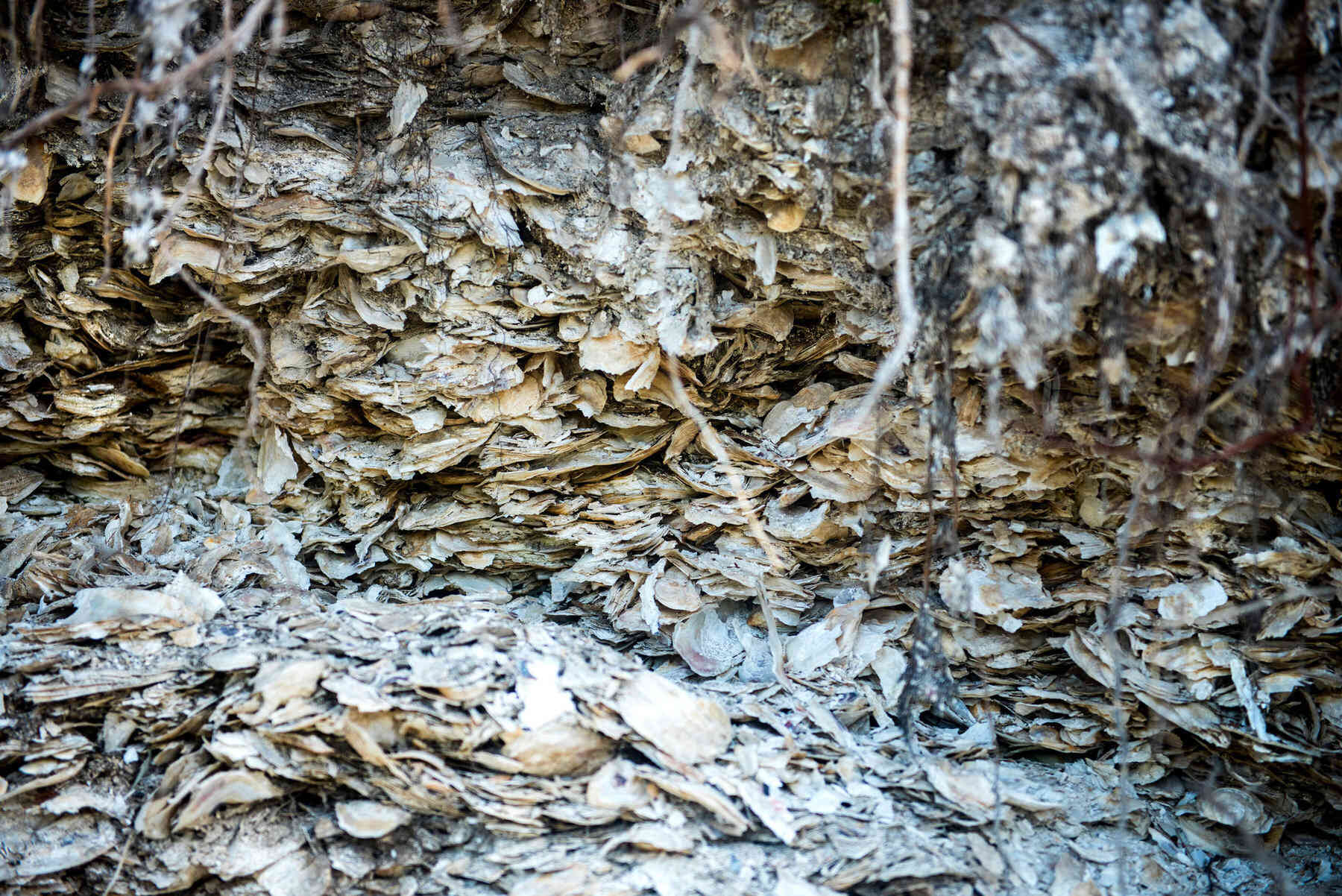 Secrets-Of-Louisiana8217s-Vermilion-Bay-Shell-Middens secrets-of-louisianas-vermilion-bay-shell-middens