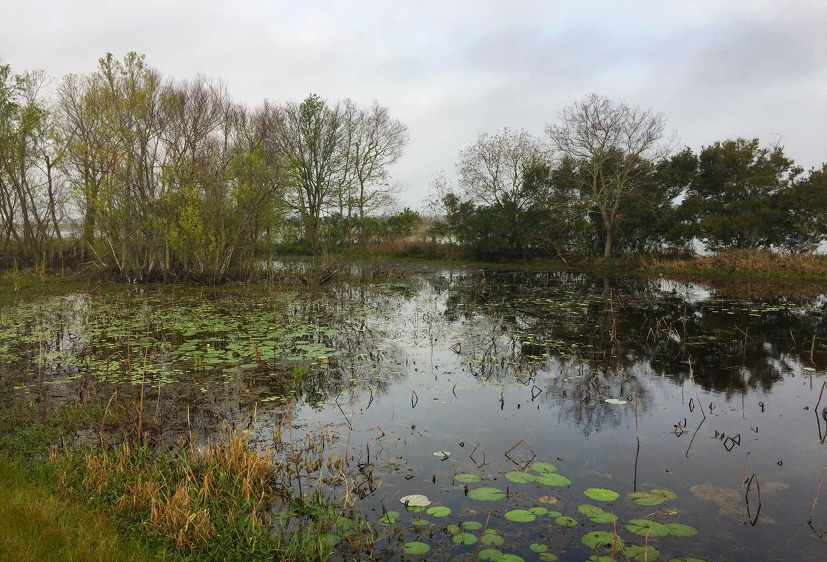 Secrets-Of-Louisiana8217s-Wild-Coastal-Marshes secrets-of-louisianas-wild-coastal-marshes