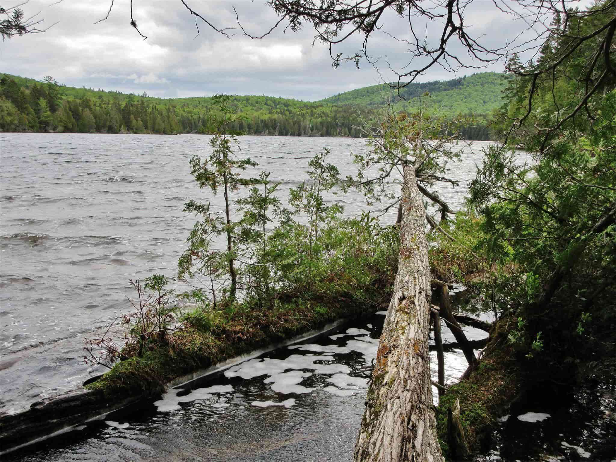 Secrets-Of-Maine8217s-Ancient-Forest-Groves secrets-of-maines-ancient-forest-groves