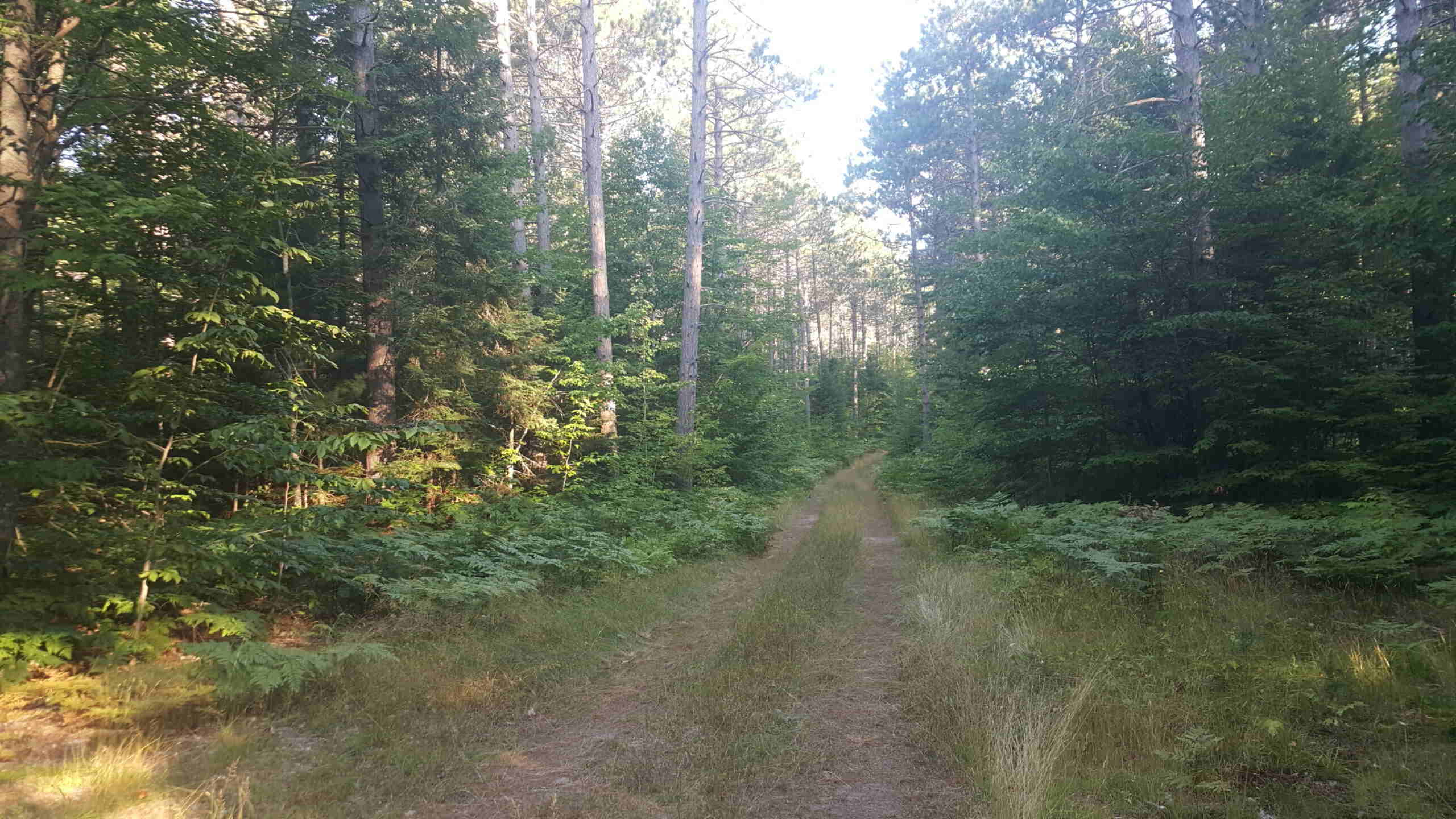 Secrets-Of-Michigan8217s-Hiawatha-Forest-Logging-Camps secrets-of-michigans-hiawatha-forest-logging-camps