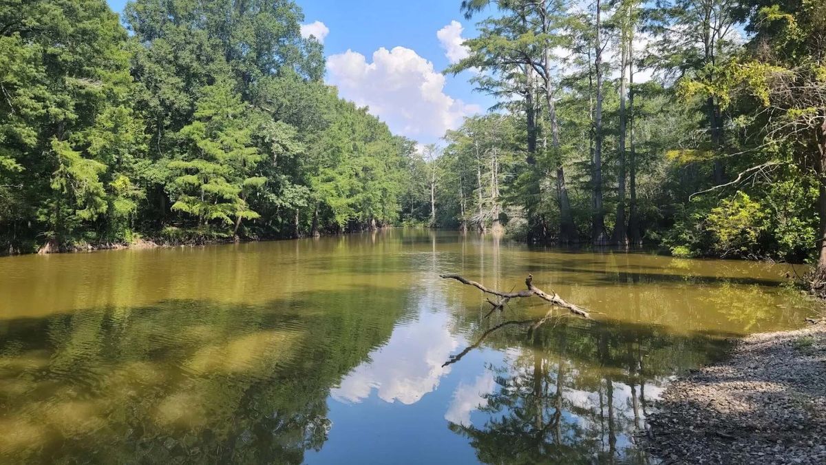 Secrets-Of-Mississippi8217s-Delta-Forests secrets-of-mississippis-delta-forests