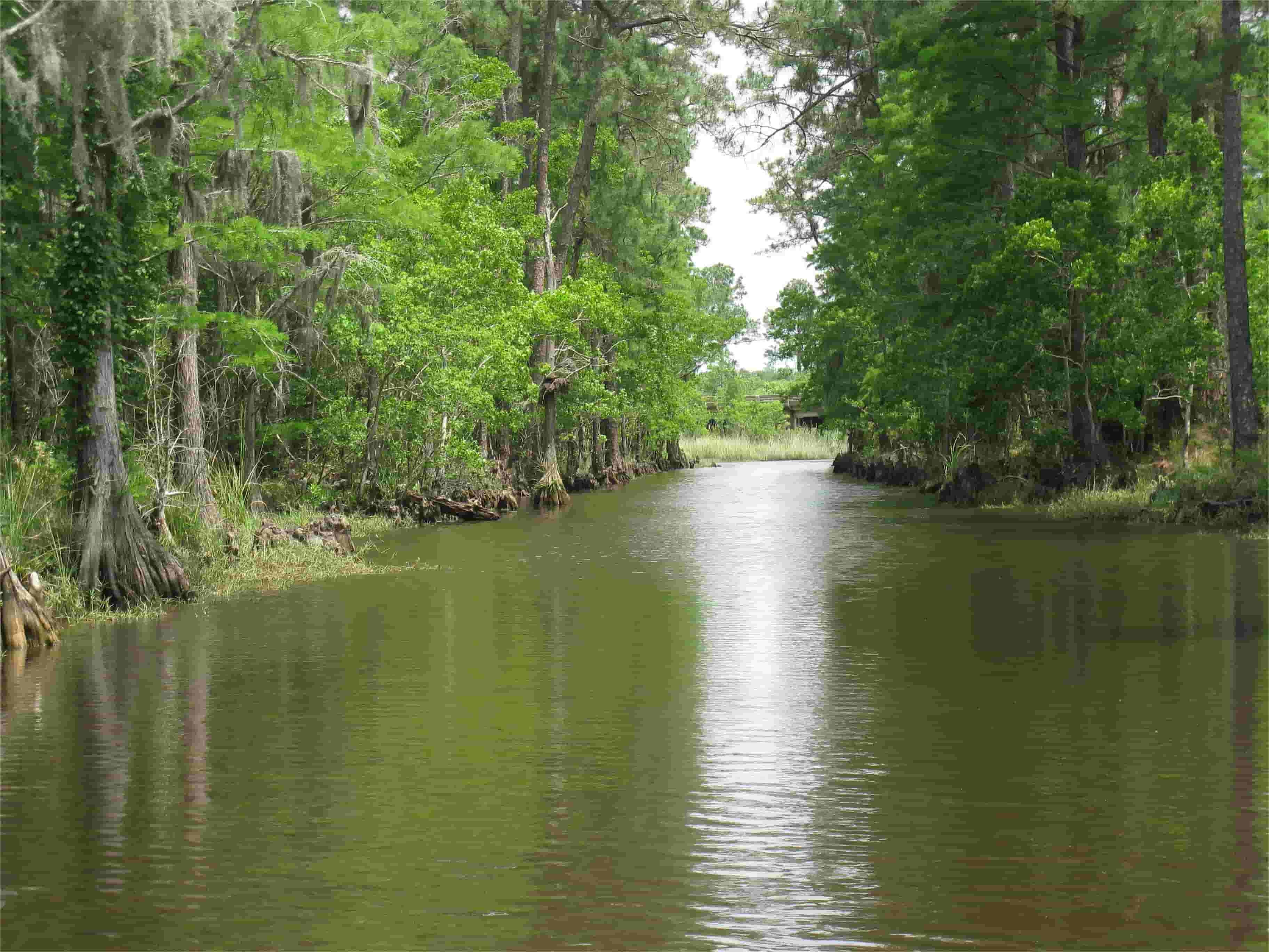 Secrets-Of-Mississippi8217s-Pascagoula-River-Swamp-Forests secrets-of-mississippis-pascagoula-river-swamp-forests
