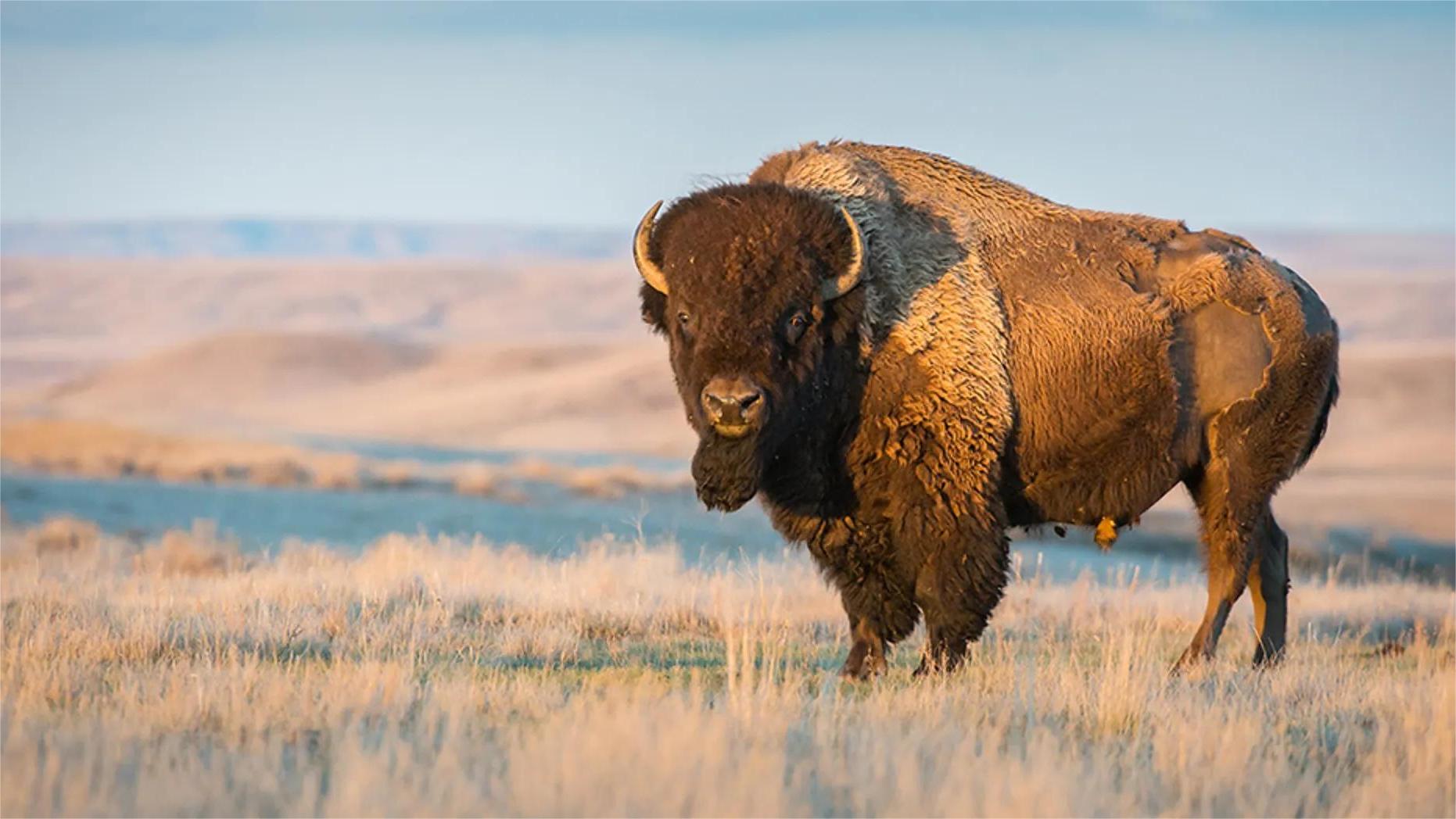 secrets-of-montanas-ancient-bison-kill-sites