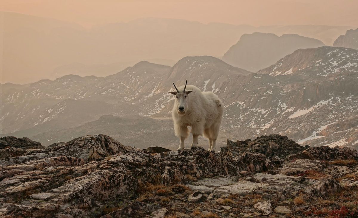 Secrets-Of-Montana8217s-Beartooth-Goat-Cliffs secrets-of-montanas-beartooth-goat-cliffs