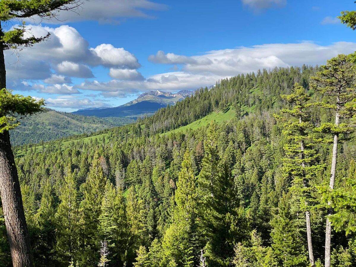 secrets-of-montanas-pine-highlands