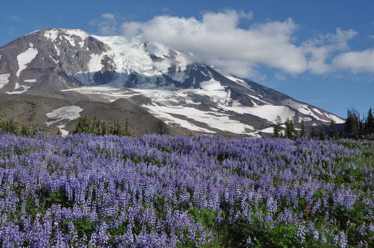 secrets-of-mount-adams-alpine-meadows