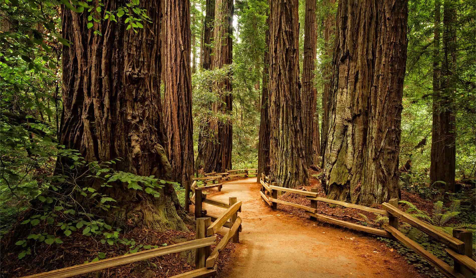 secrets-of-muir-woods-redwood-groves