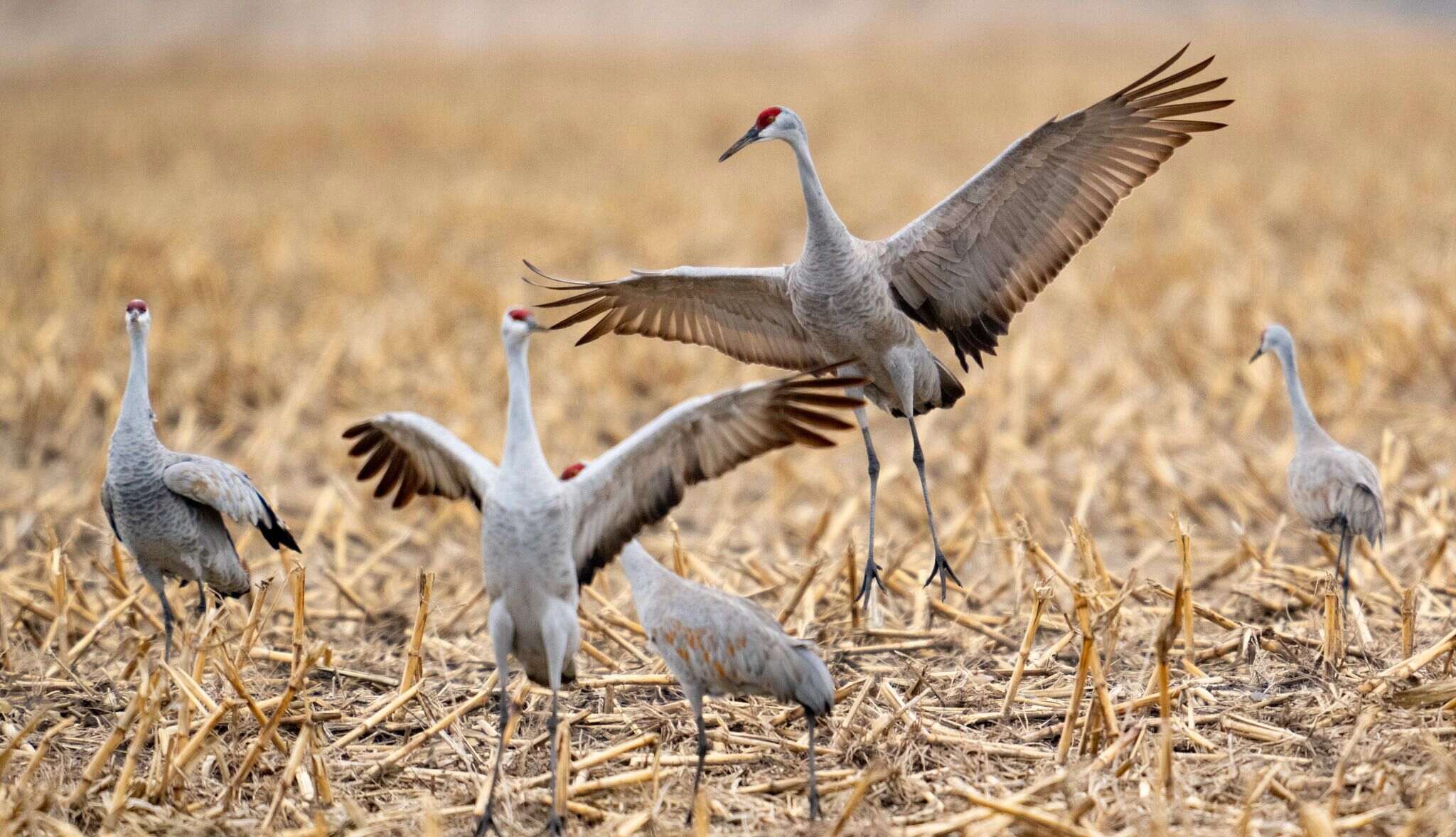 Secrets-Of-Nebraska8217s-Sandhill-Crane-Roosts secrets-of-nebraskas-sandhill-crane-roosts