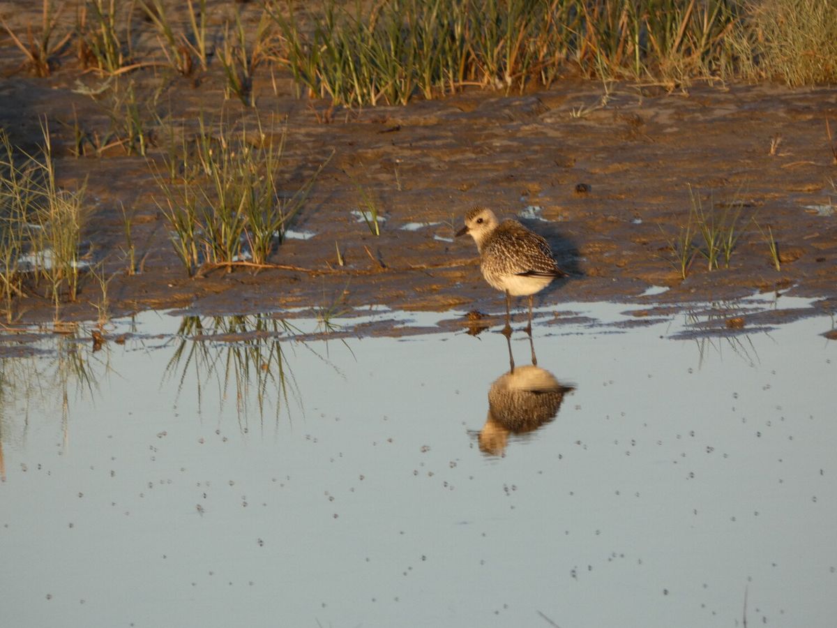 secrets-of-new-mexicos-bitter-lake-oases