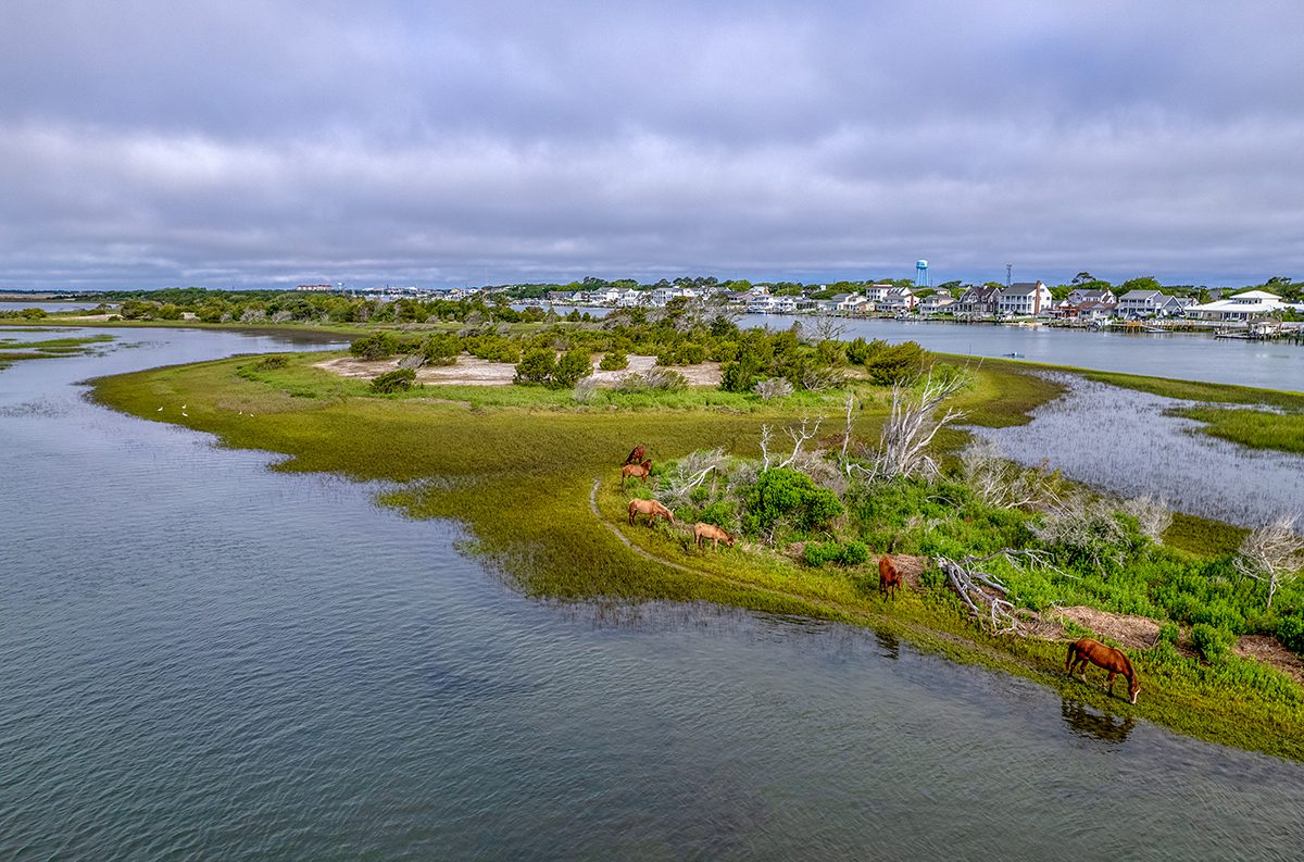 secrets-of-north-carolinas-coastal-marshes-rachel-carson-reserve