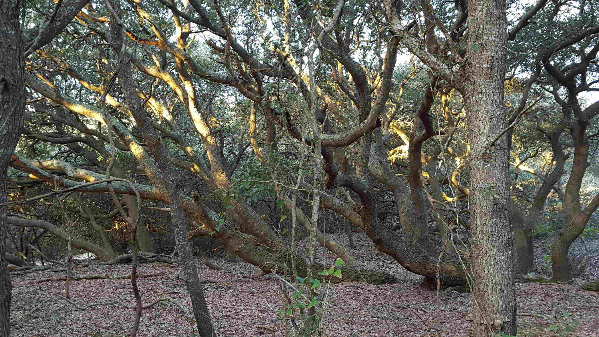 secrets-of-north-carolinas-maritime-forests