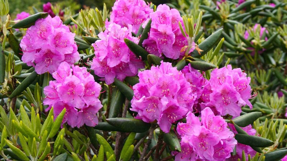 secrets-of-north-carolinas-rhododendron-forests