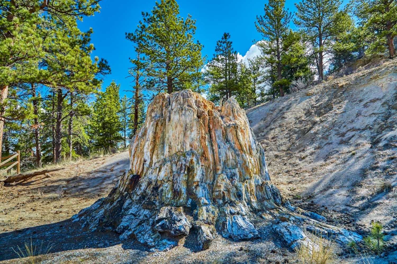 Secrets-Of-North-Dakota8217s-Fossilized-Forest-Floors secrets-of-north-dakotas-fossilized-forest-floors