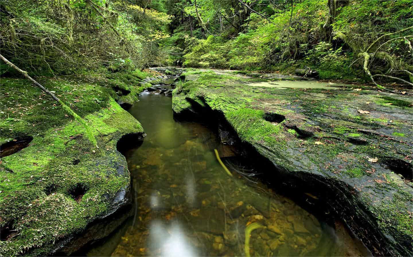 secrets-of-oregons-siuslaw-national-forest-forestry-operations