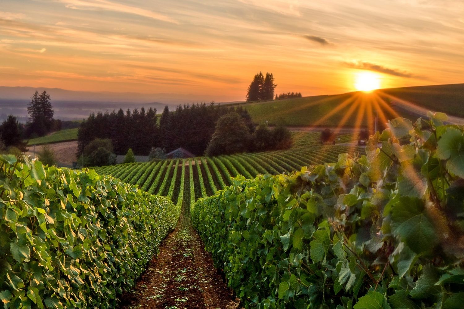 secrets-of-oregons-willamette-valley-vineyards