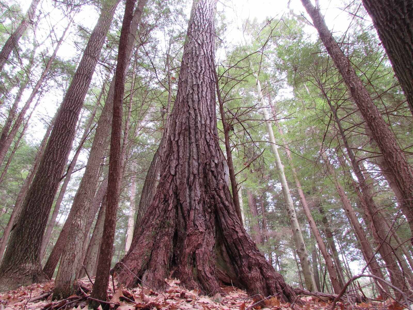secrets-of-pennsylvanias-cook-forest-hollows
