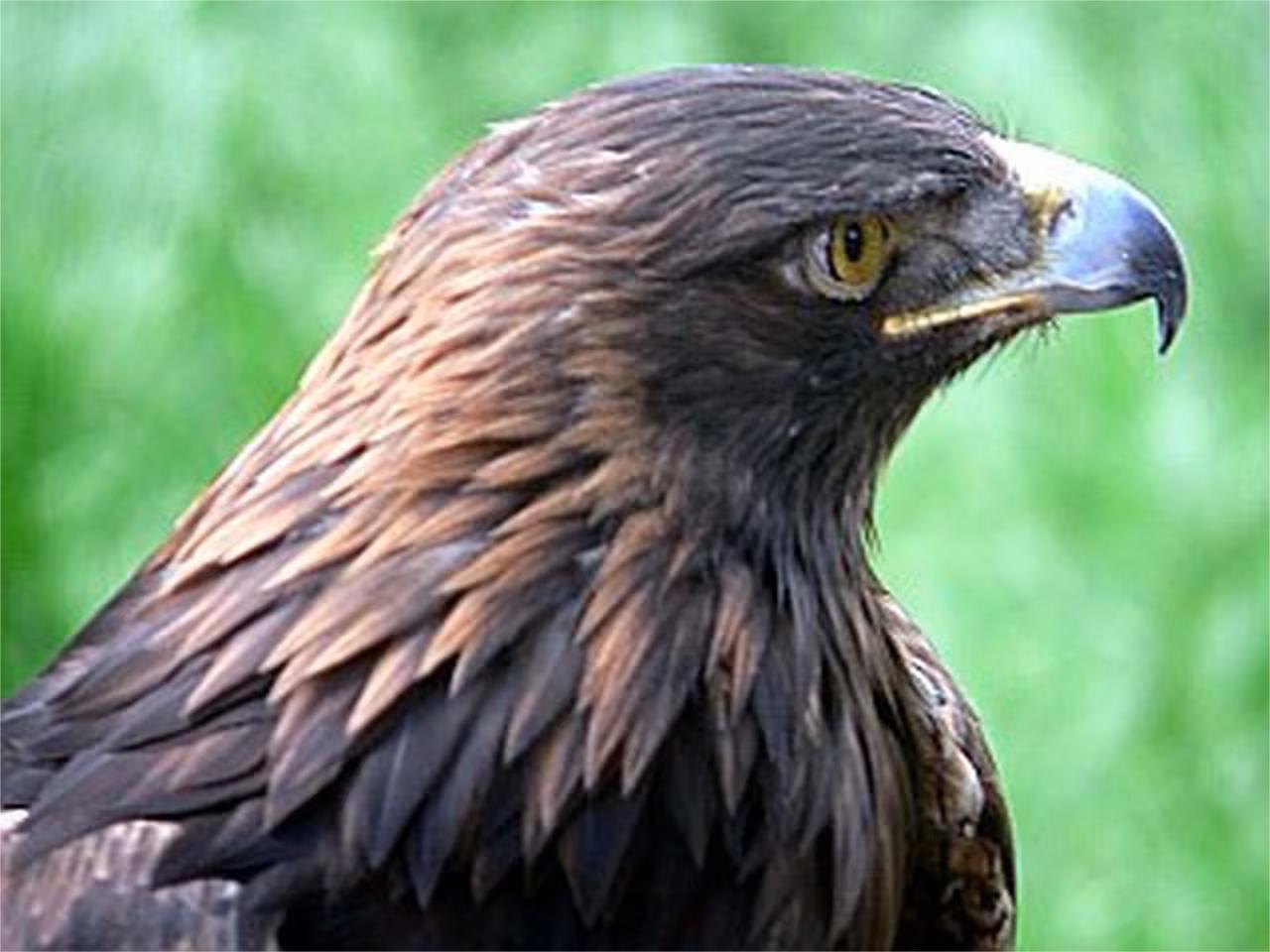 Secrets-Of-Pennsylvania8217s-Hawk-Mountain-Eagles secrets-of-pennsylvanias-hawk-mountain-eagles