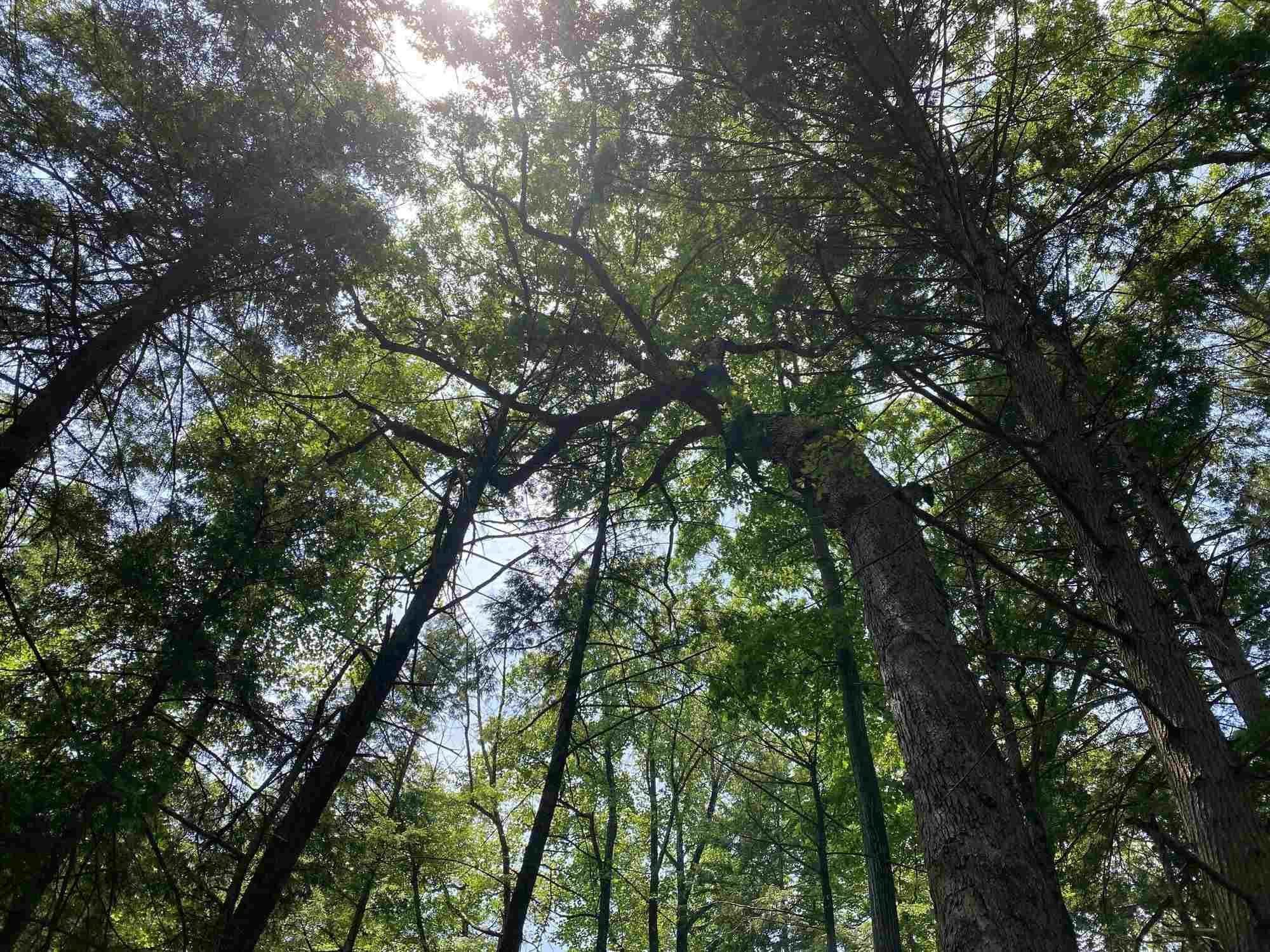 secrets-of-pennsylvanias-jacobsburg-forest-hollows