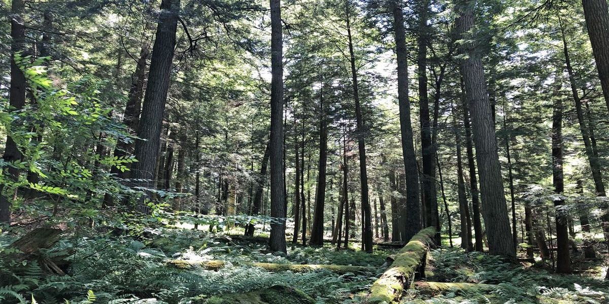 secrets-of-pennsylvanias-primeval-hemlock-groves