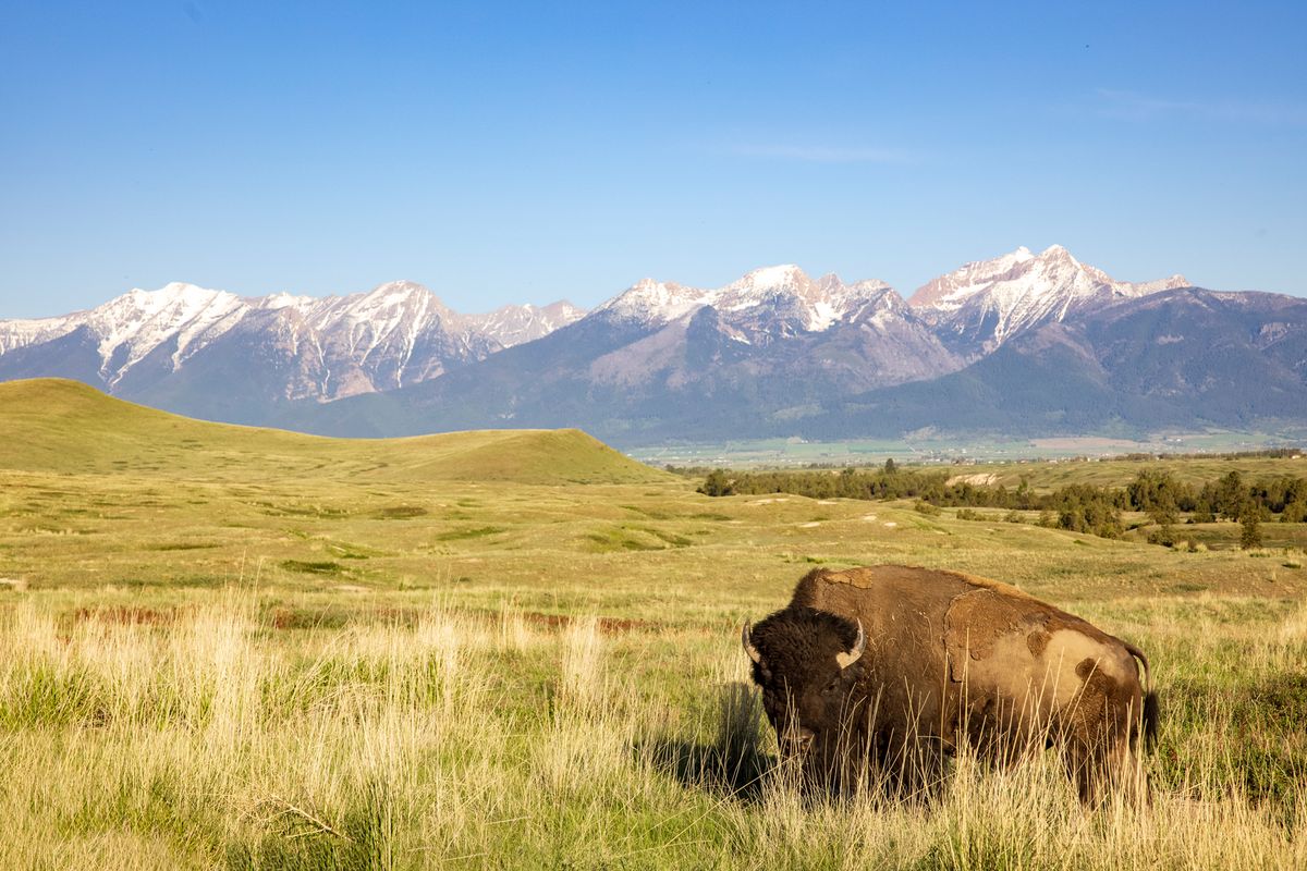 Secrets-Of-Plant-Knowledge-In-Montana8217s-Flathead-Reservation secrets-of-plant-knowledge-in-montanas-flathead-reservation