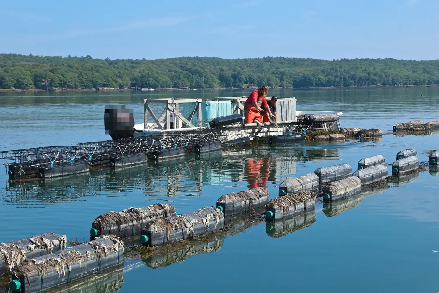 secrets-of-shellfish-farming-in-maines-damariscotta