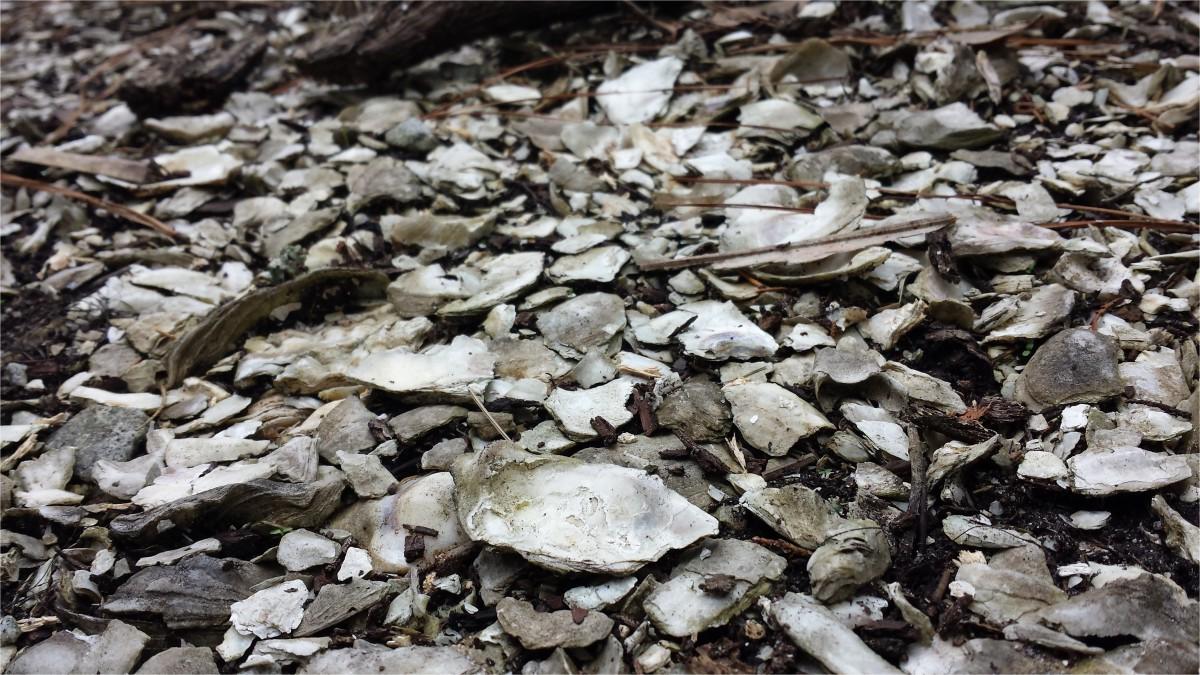 Secrets-Of-Skidaway-Island8217s-Ancient-Shell-Middens secrets-of-skidaway-islands-ancient-shell-middens