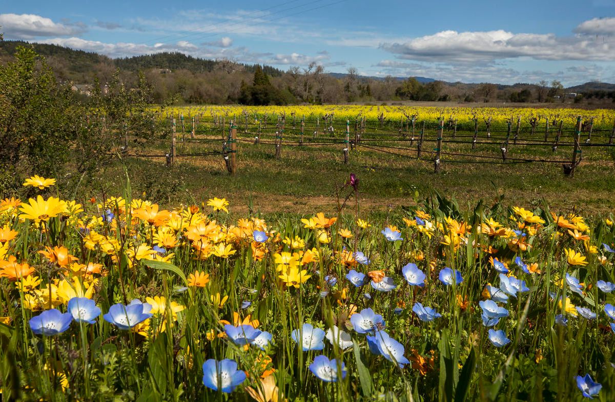 Secrets-Of-Sonoma-County8217s-Seed-Saving-Libraries secrets-of-sonoma-countys-seed-saving-libraries