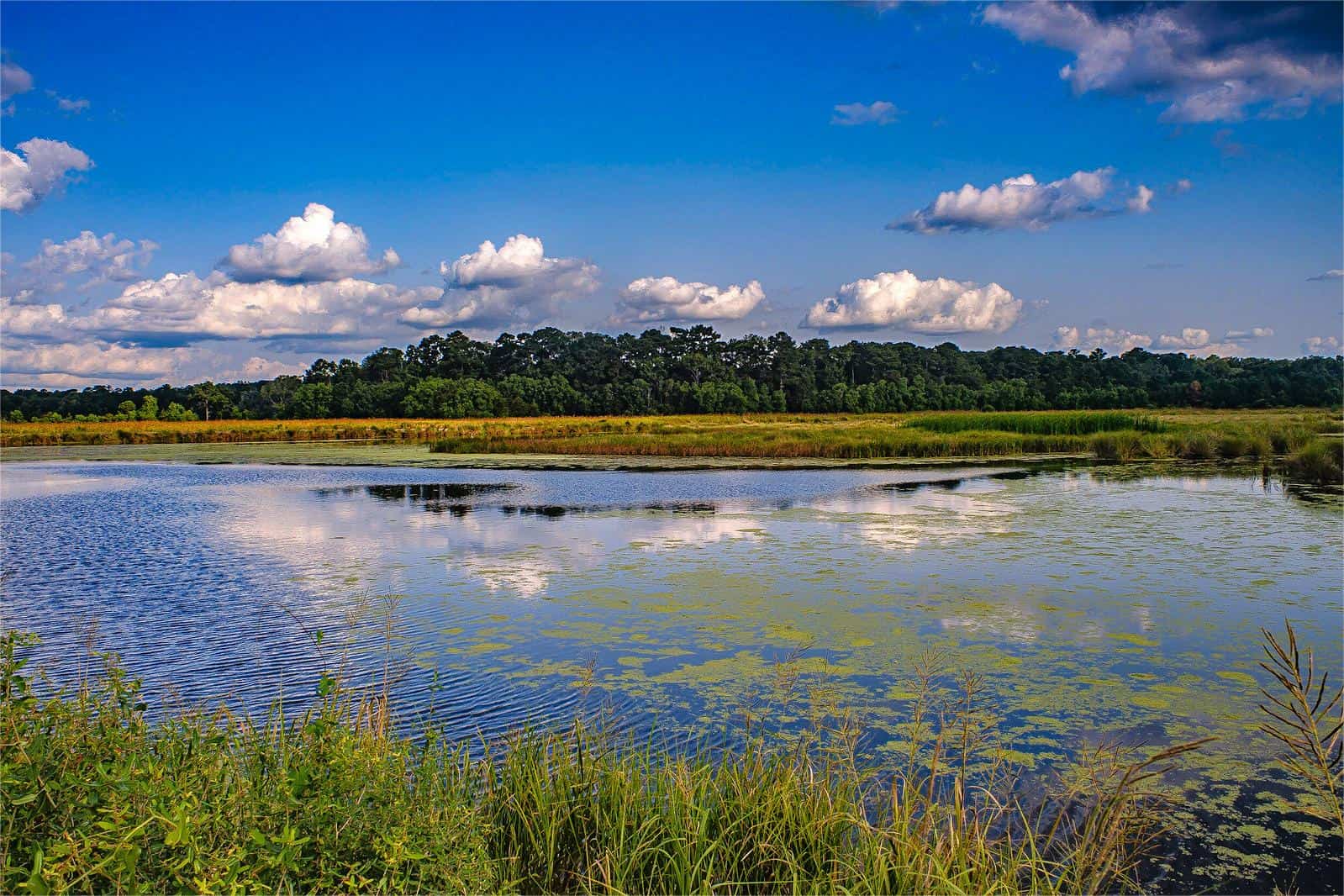 Secrets-Of-South-Carolina8217s-ACE-Basin-Wetlands secrets-of-south-carolinas-ace-basin-wetlands