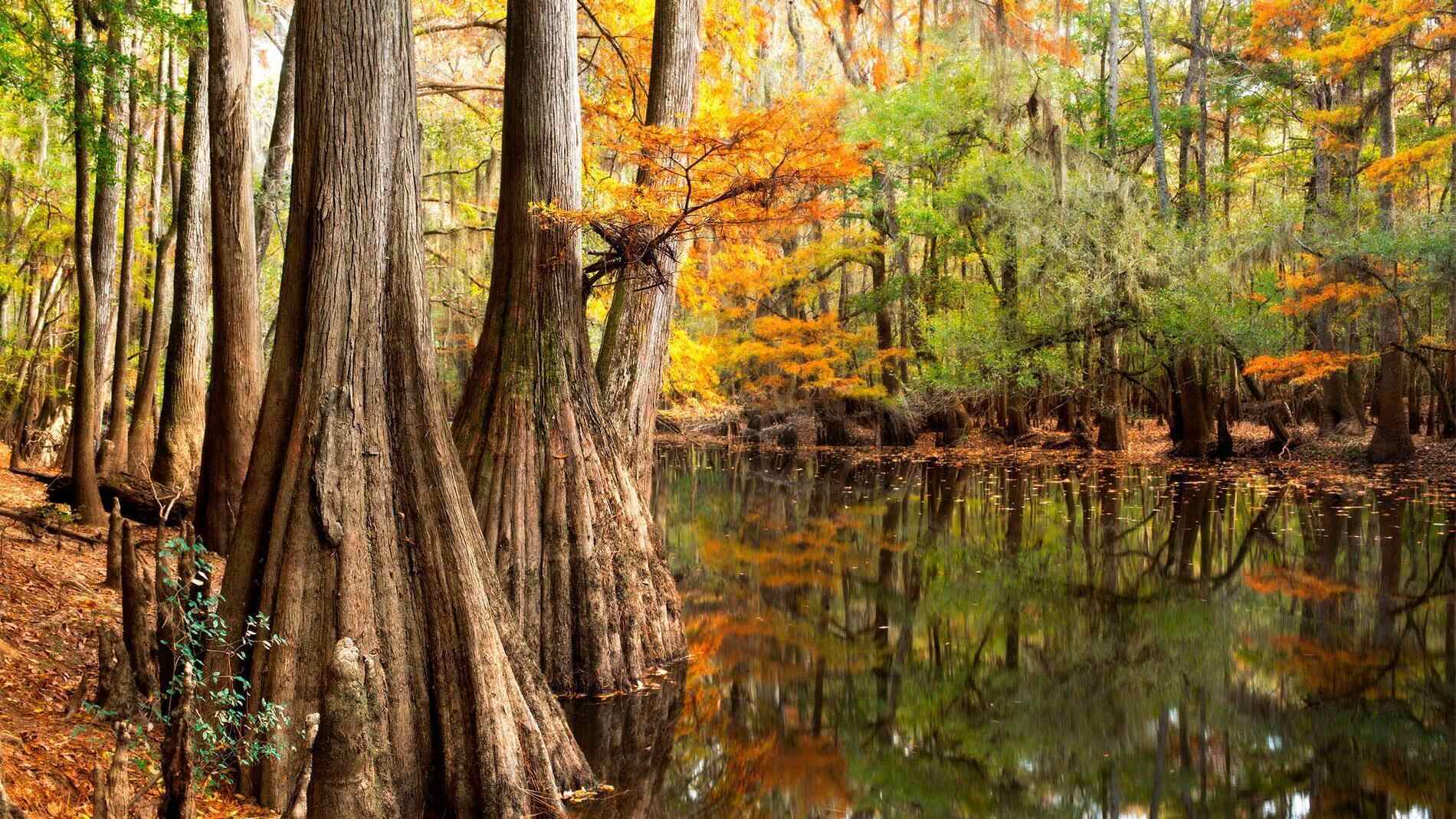 secrets-of-south-carolinas-congaree-swamp-islands
