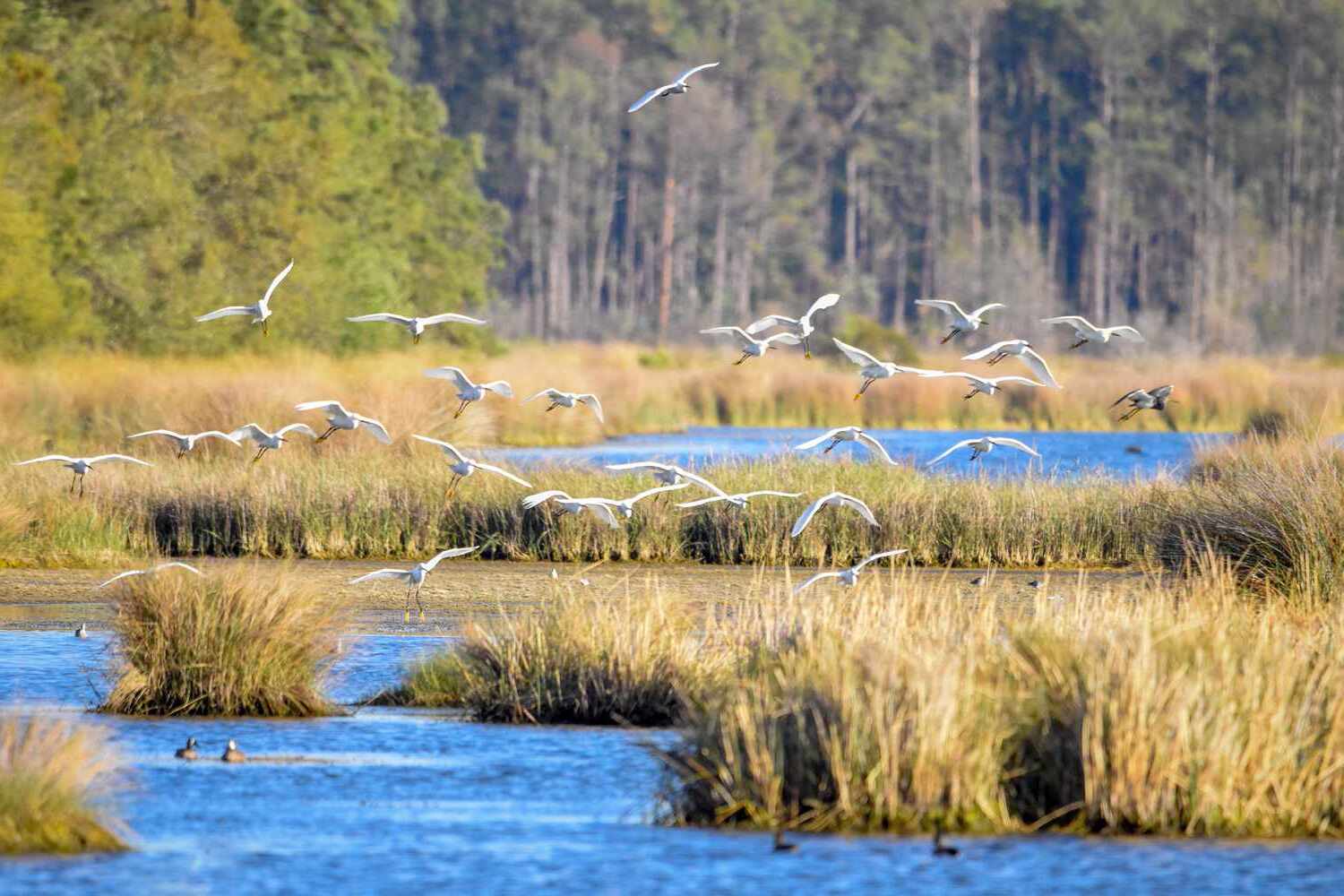 Secrets-Of-South-Carolina8217s-Edisto-Island-Marshes secrets-of-south-carolinas-edisto-island-marshes