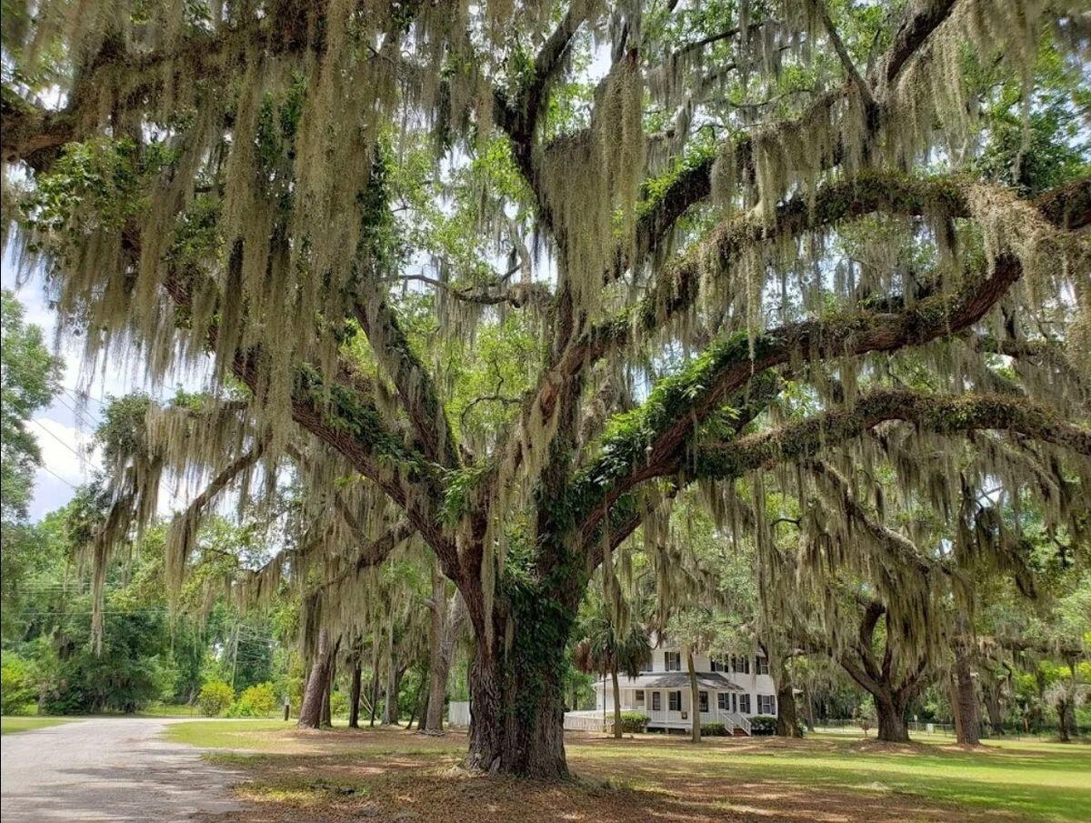 Secrets-Of-South-Carolina8217s-Moss-Draped-Oak-Groves secrets-of-south-carolinas-moss-draped-oak-groves