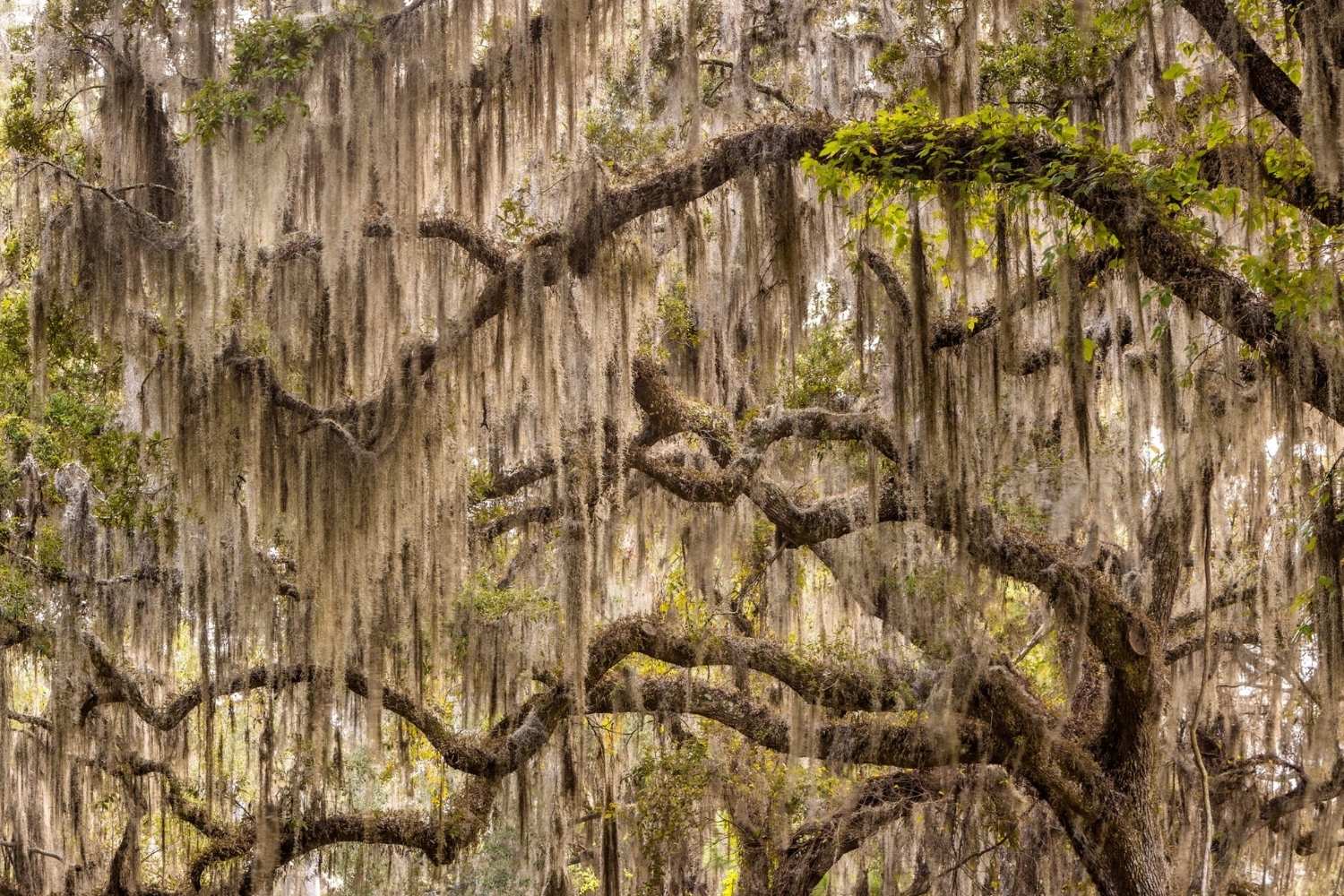 Secrets-Of-South-Carolina8217s-Moss-Draped-Swamp-Forests secrets-of-south-carolinas-moss-draped-swamp-forests