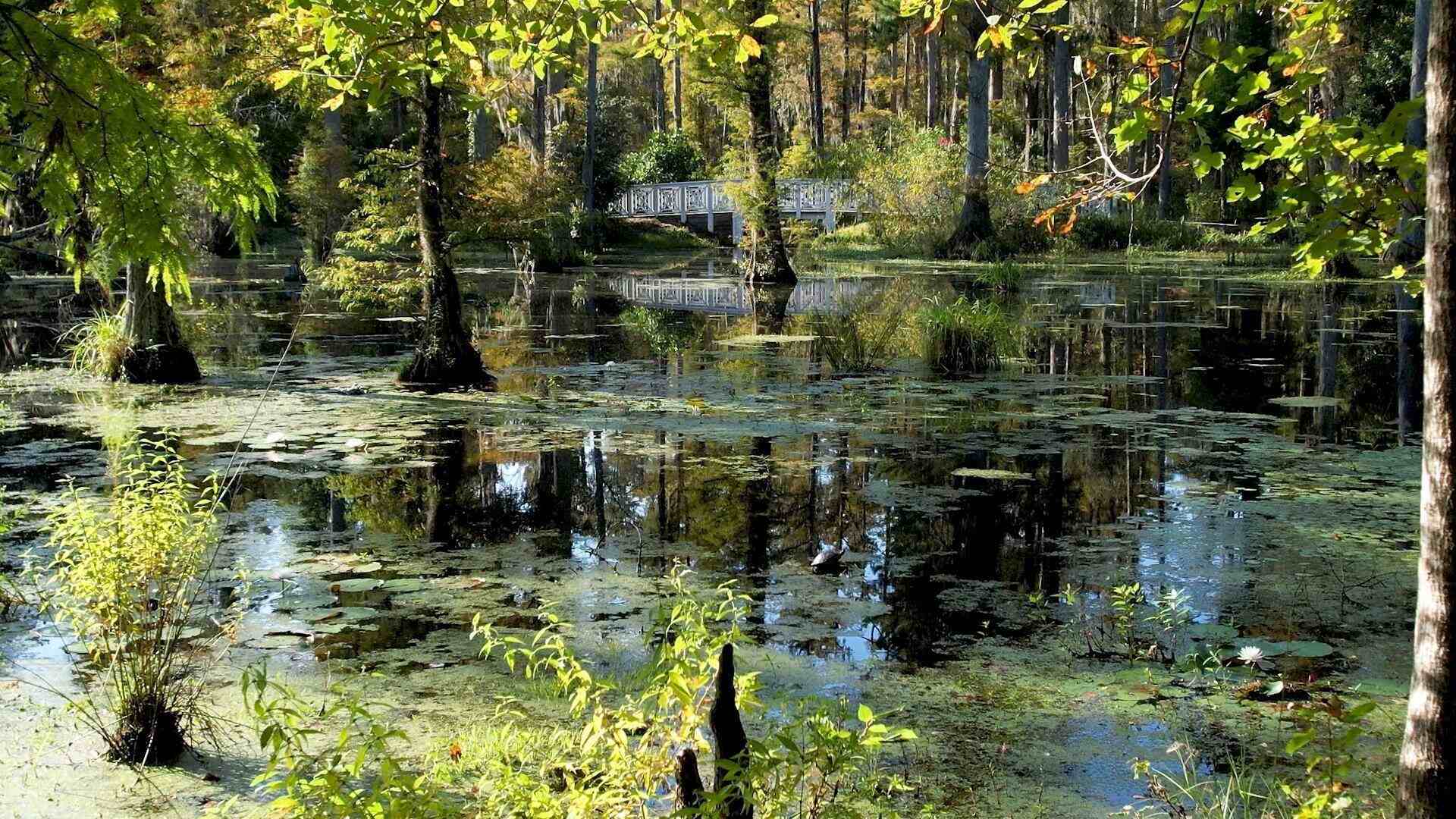 Secrets-Of-South-Carolina8217s-Swamp-Islands secrets-of-south-carolinas-swamp-islands