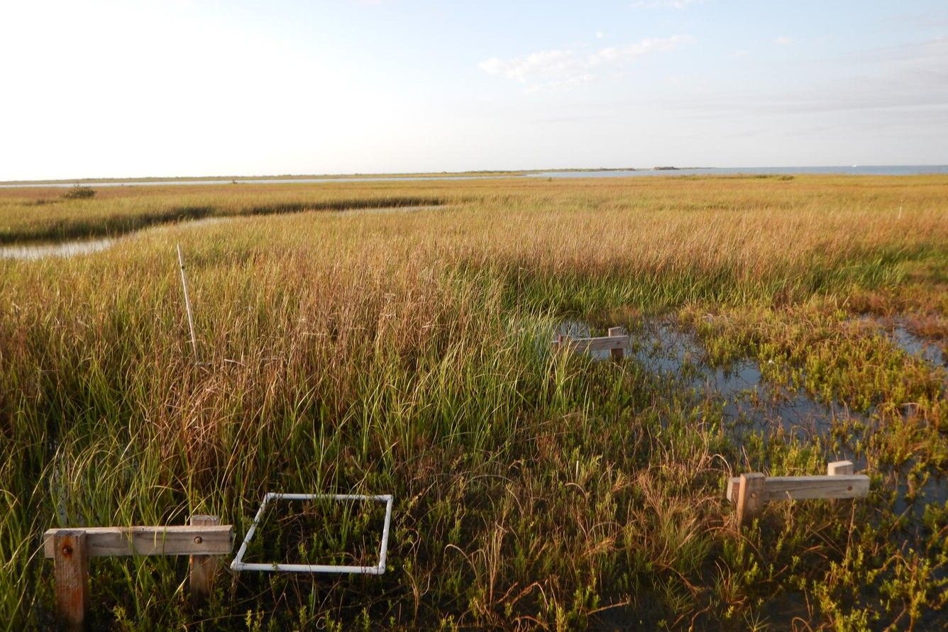 Secrets-Of-Texas8217s-Aransas-Refuge-Marshes secrets-of-texass-aransas-refuge-marshes