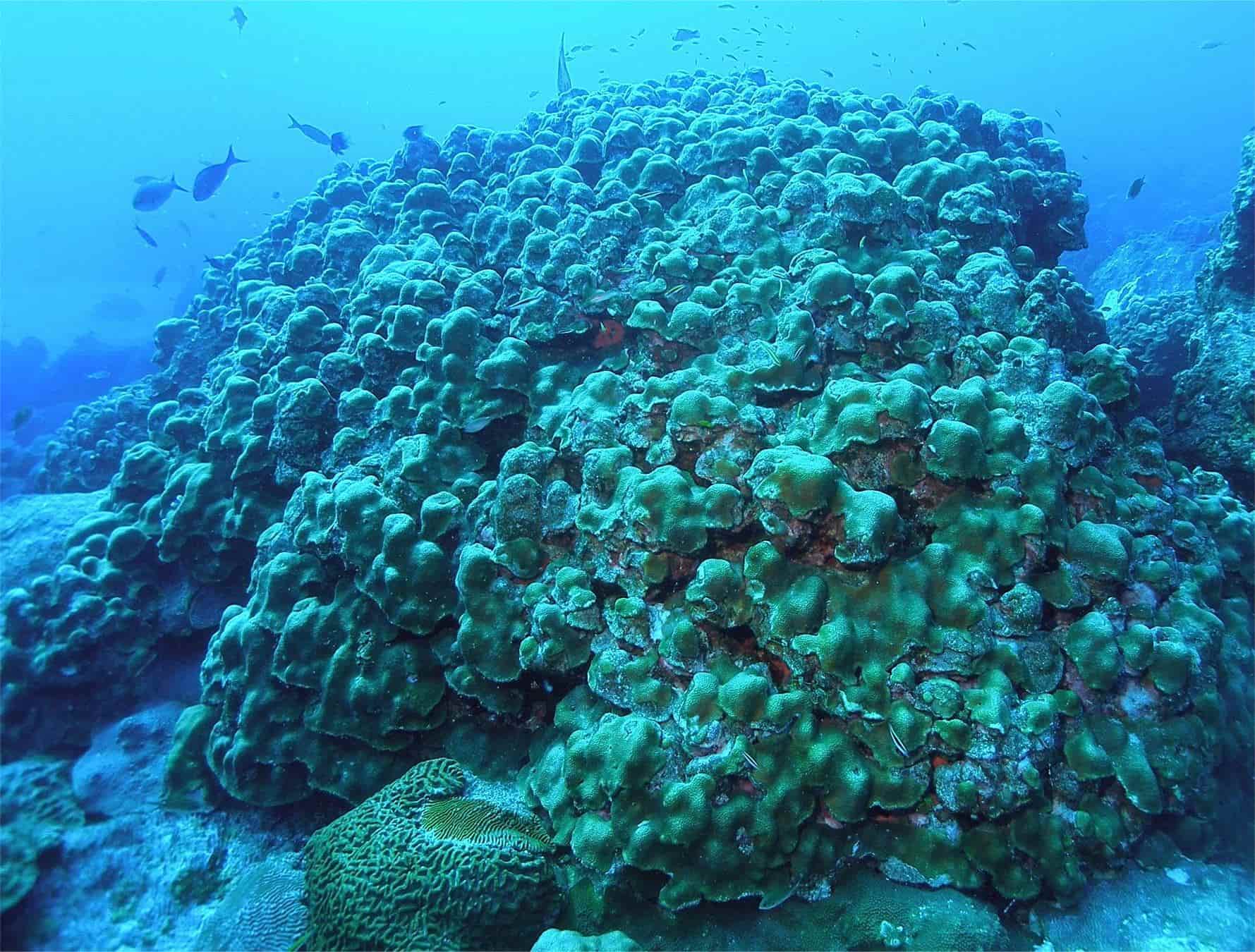 secrets-of-texass-hill-country-coral-reefs