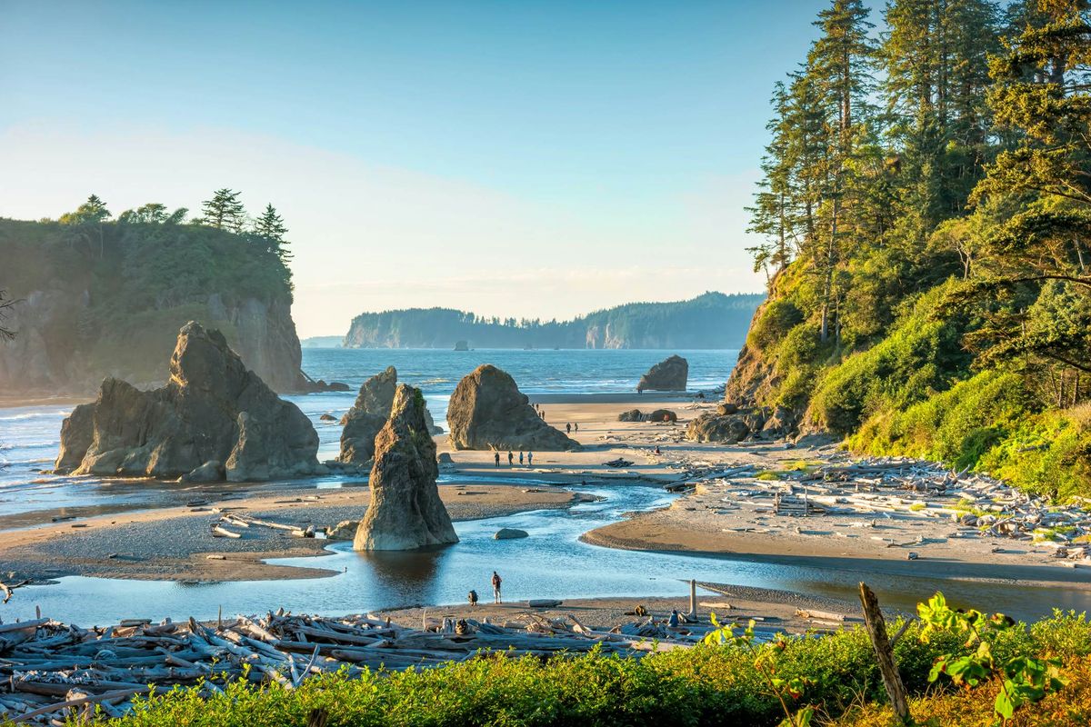 Secrets-Of-The-Towering-Cedars-In-Olympic-National-Park secrets-of-the-towering-cedars-in-olympic-national-park