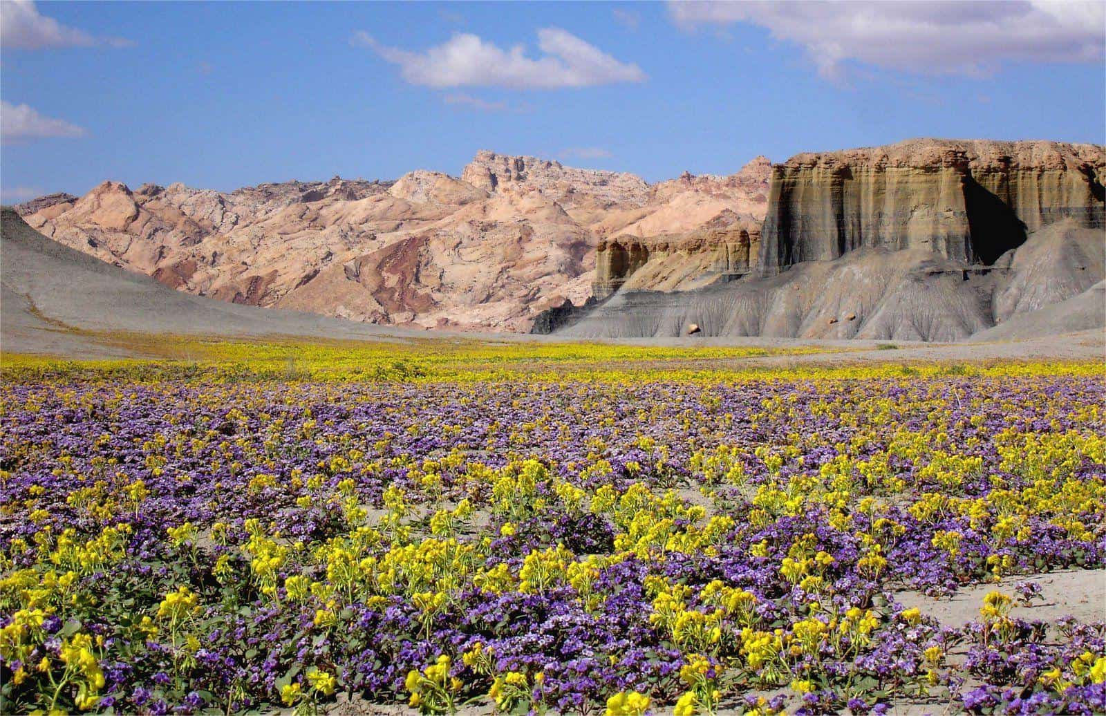 Secrets-Of-Utah8217s-Grand-Staircase-Desert-Blooms secrets-of-utahs-grand-staircase-desert-blooms