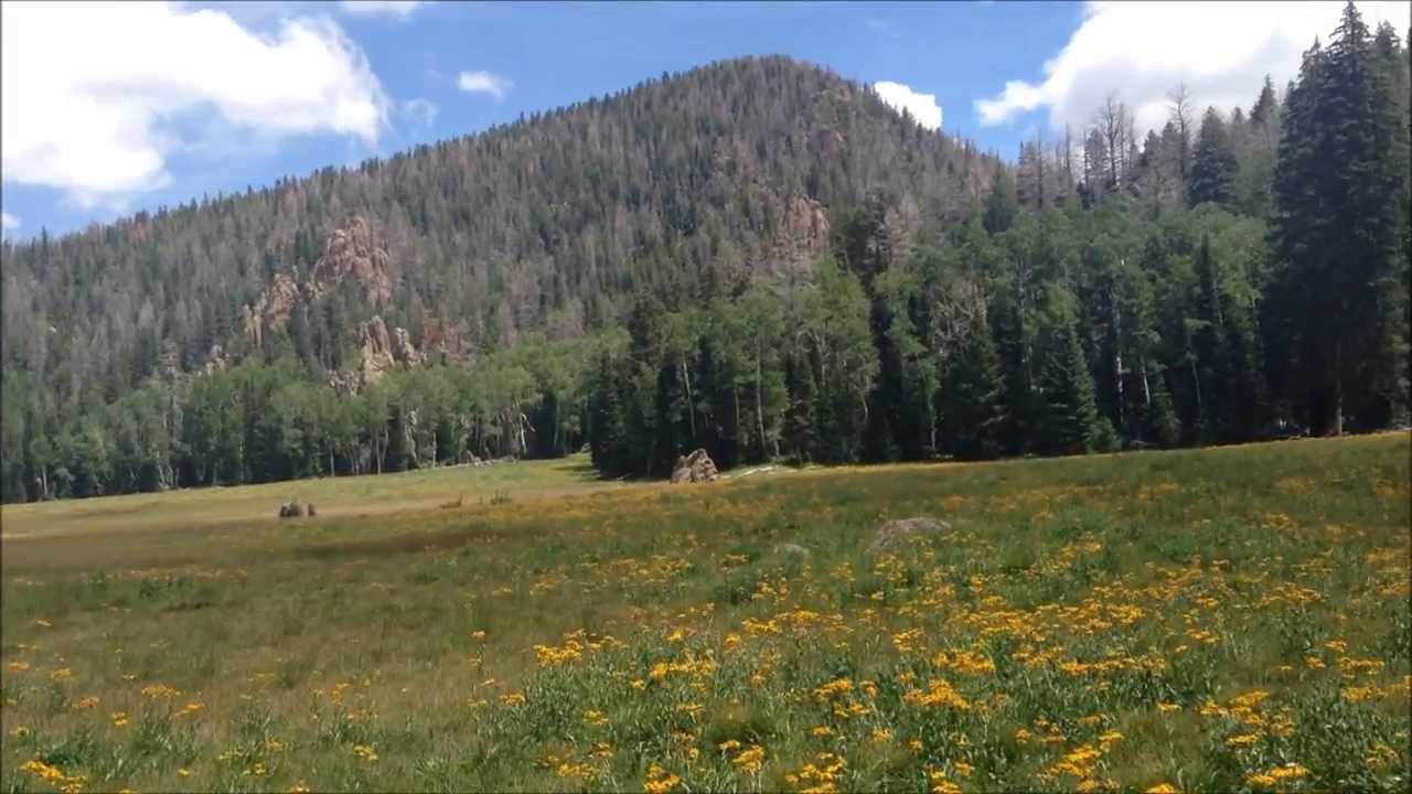 Secrets-Of-Utah8217s-Pine-Forests secrets-of-utahs-pine-forests