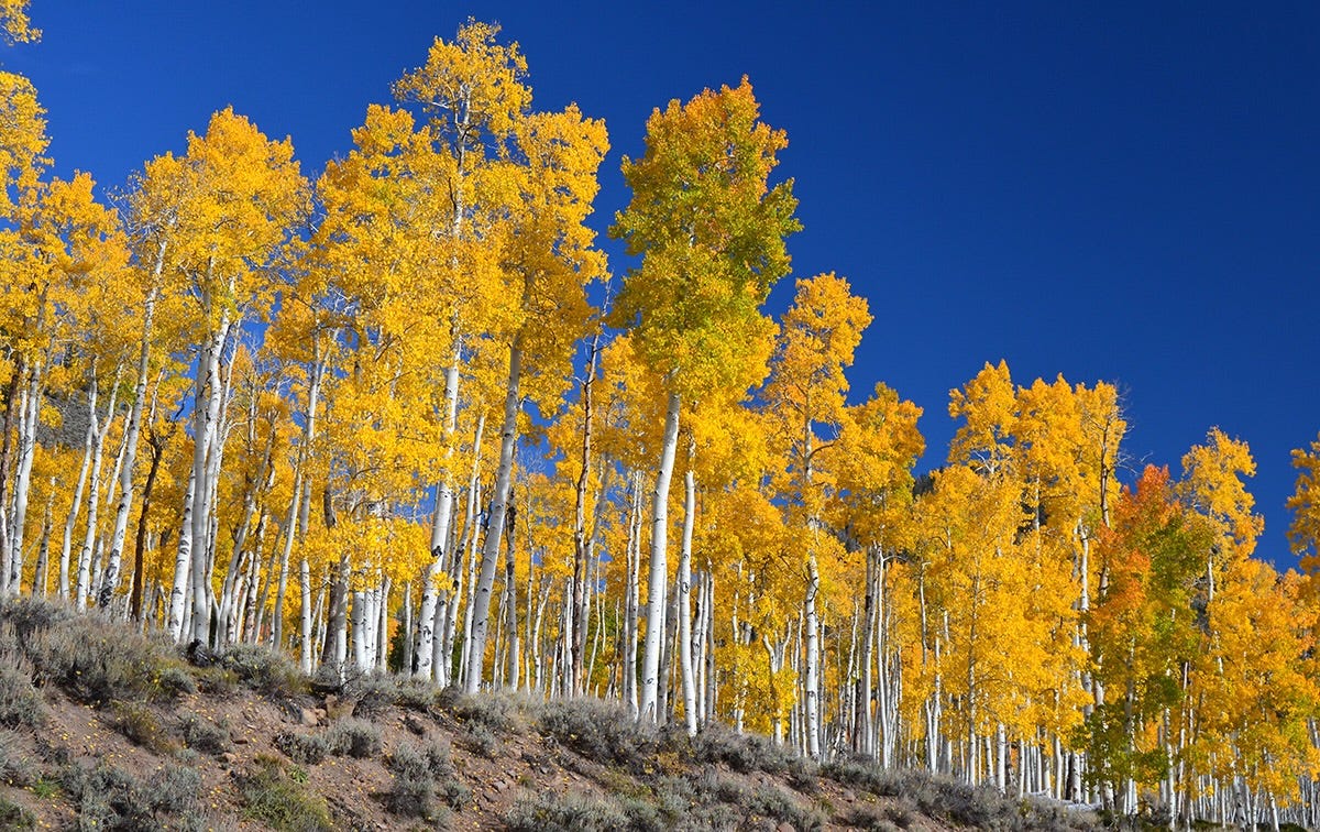 Secrets-Of-Utah8217s-Shimmering-Mountain-Aspens secrets-of-utahs-shimmering-mountain-aspens