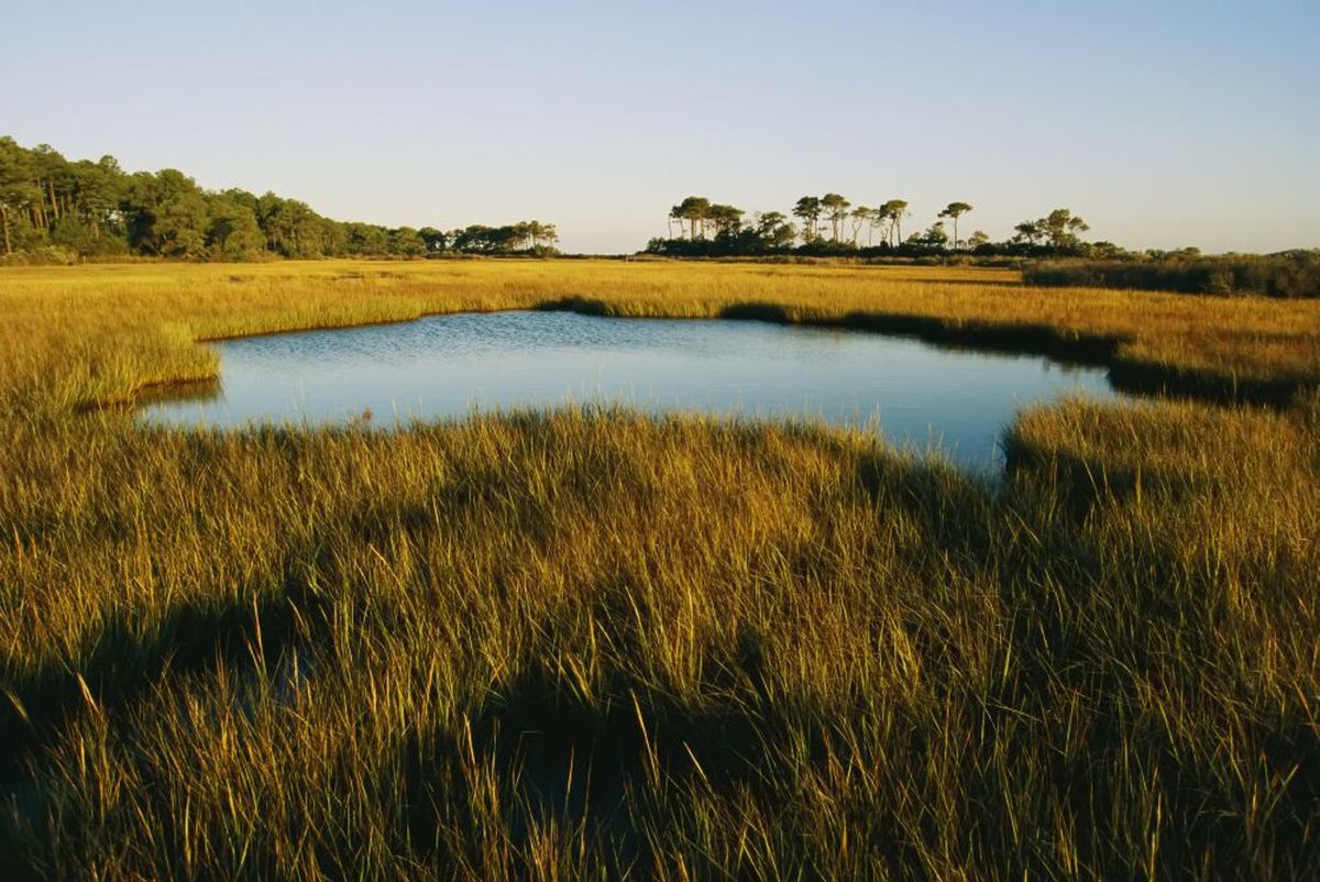 secrets-of-virginias-assateague-island-marshes